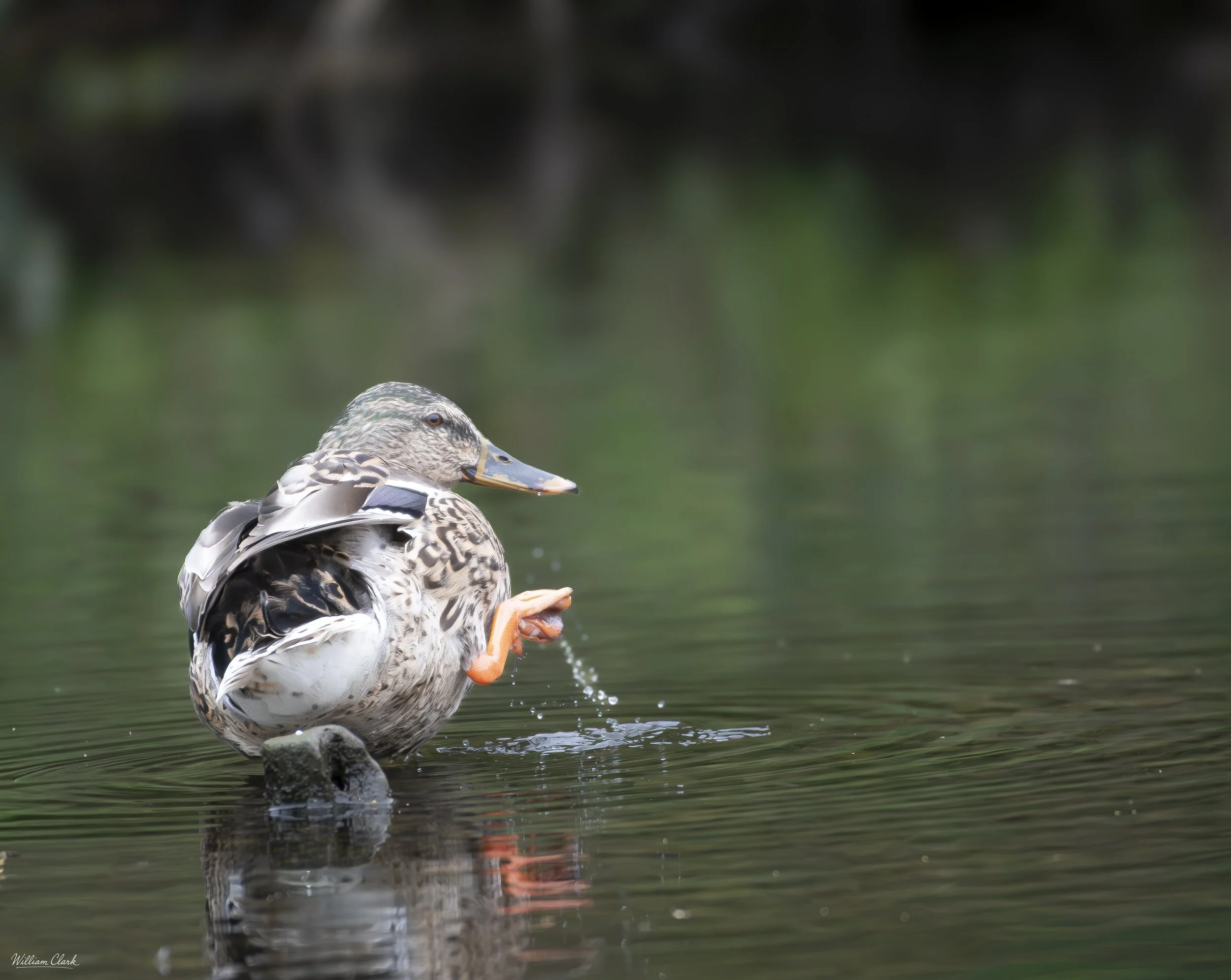 Karate Duck.jpg