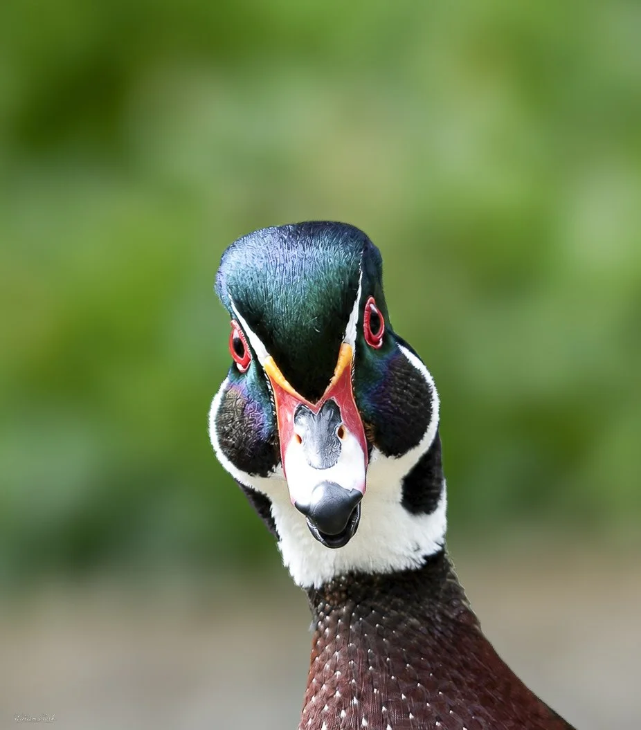 I See You