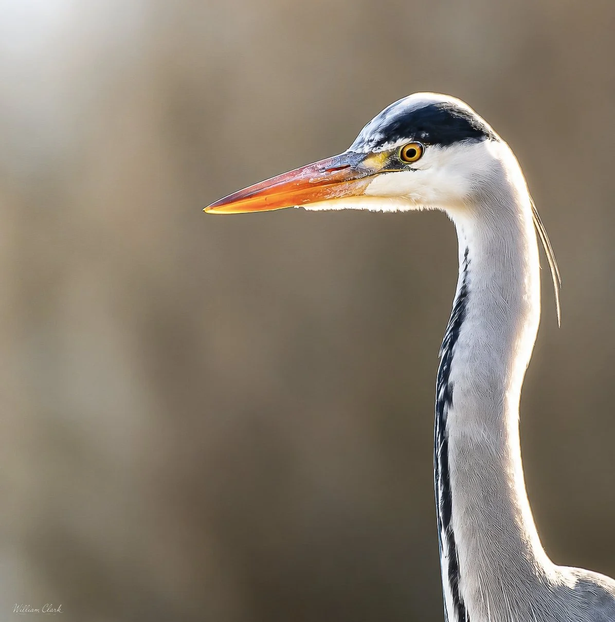 Long And Elegant .jpg