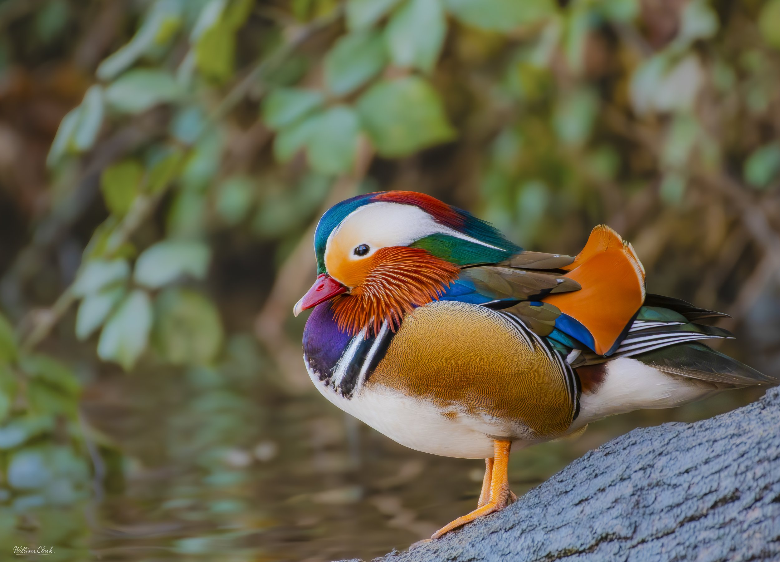 Mandarin Duck.jpg