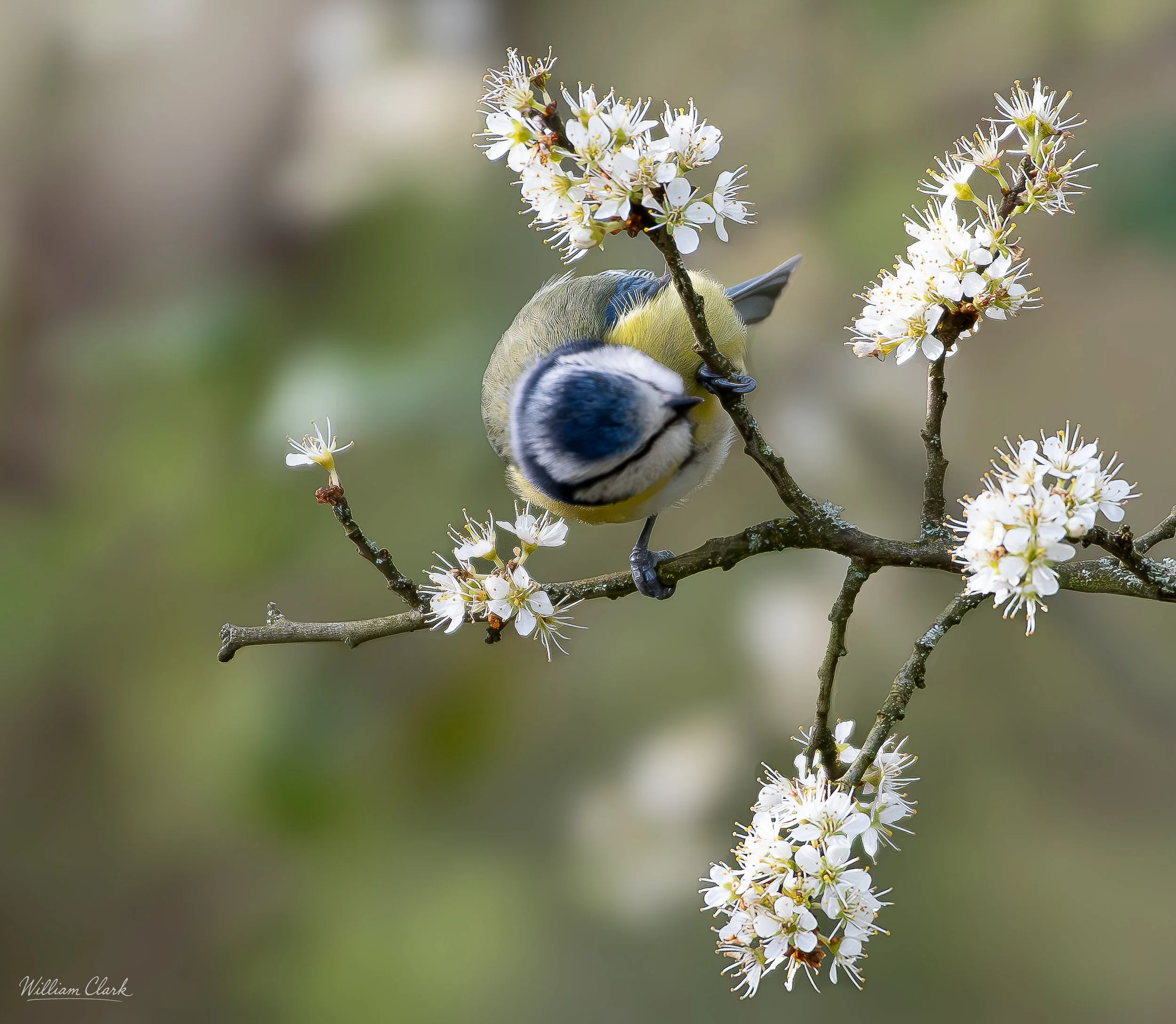 In Bloom .jpg