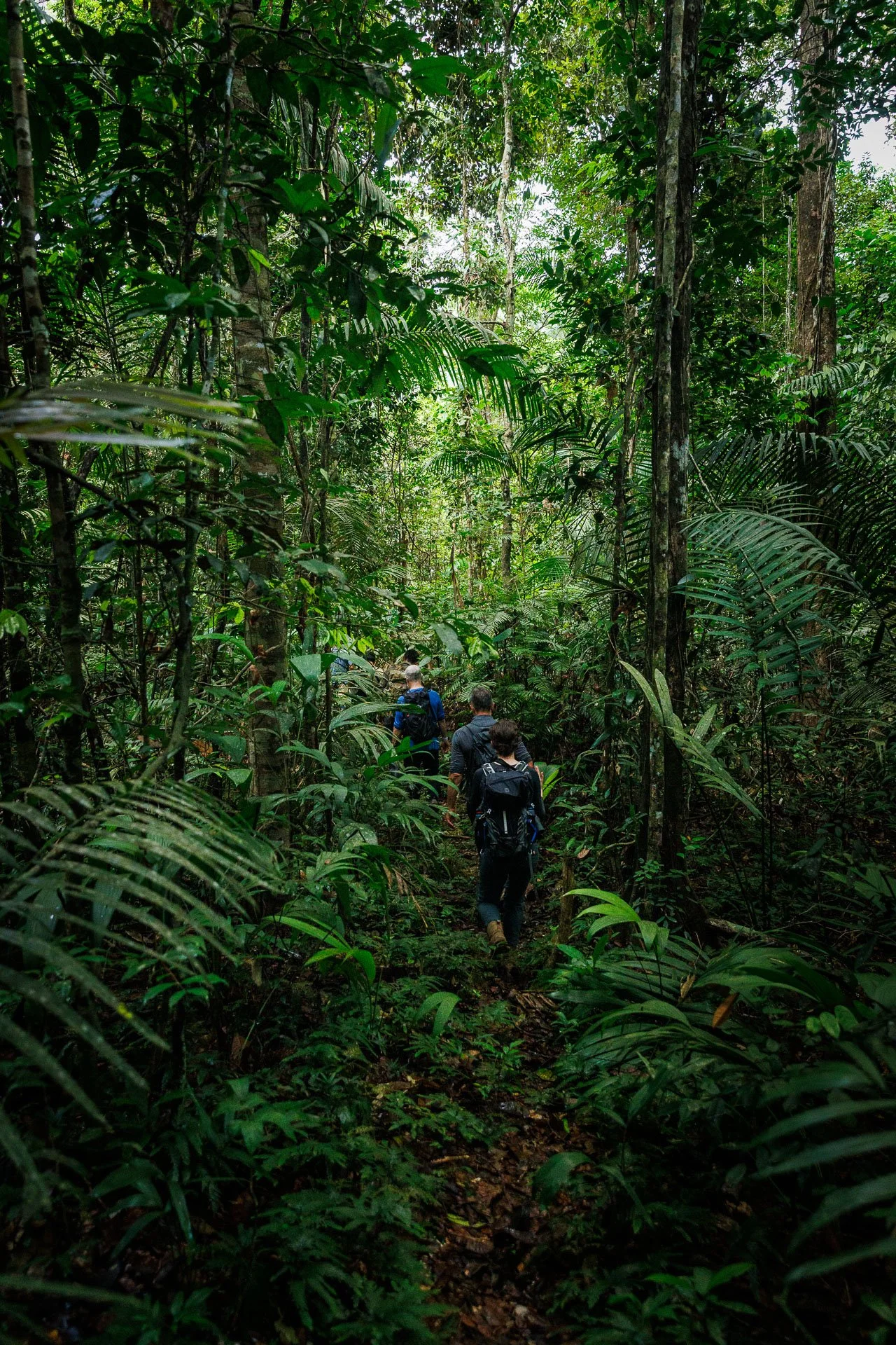 A group trekking through the jungle on a small group tour