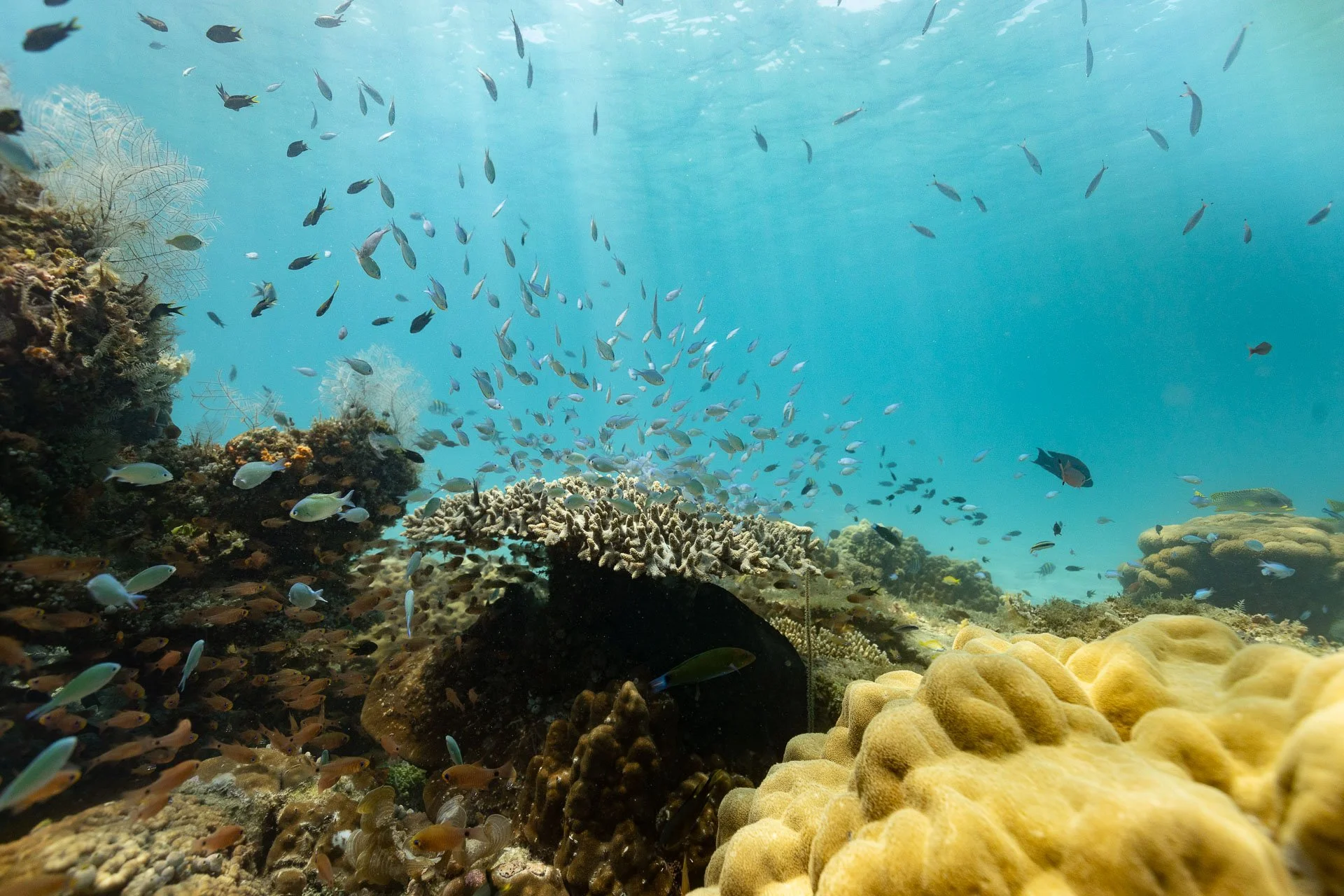 A vibrant coral reef in Nosy Be Madagascar during a small group tour