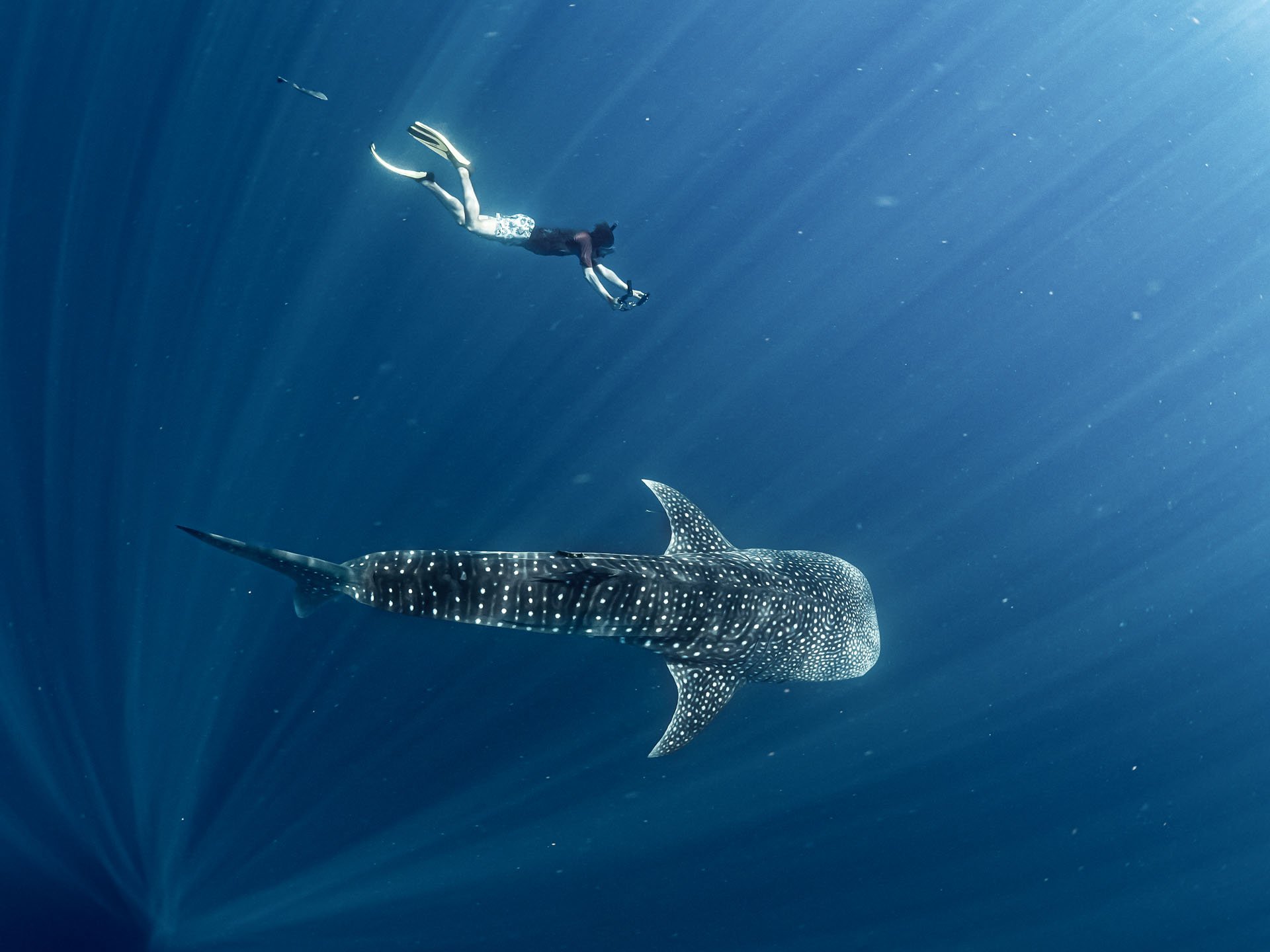 A person swimming with a whale shark on a marine safari in Madagascar