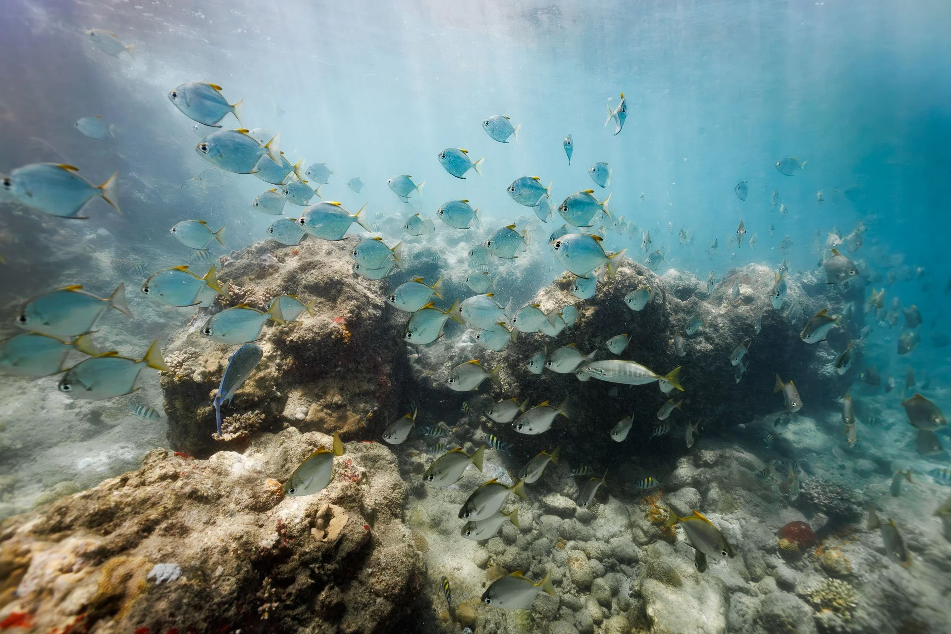 A coral reef with many blue fish in Nosy Be Madagascar where people snorkel with whale sharks
