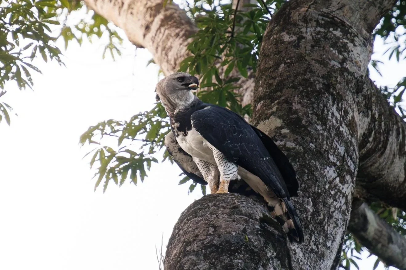 A local Guyanese guide in the Guyana jungle tracking wildlife