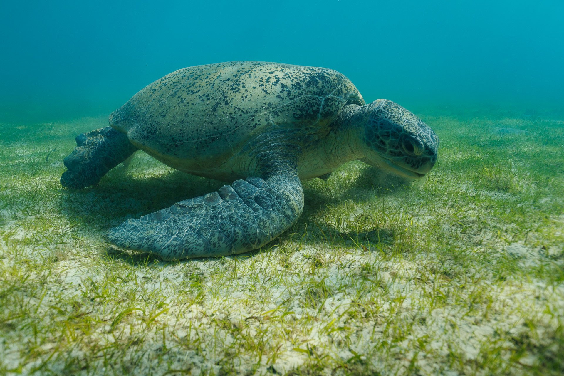 A giant green turtle swimming and eating in Nosy Be Madagascar during a wildlife tracking holiday