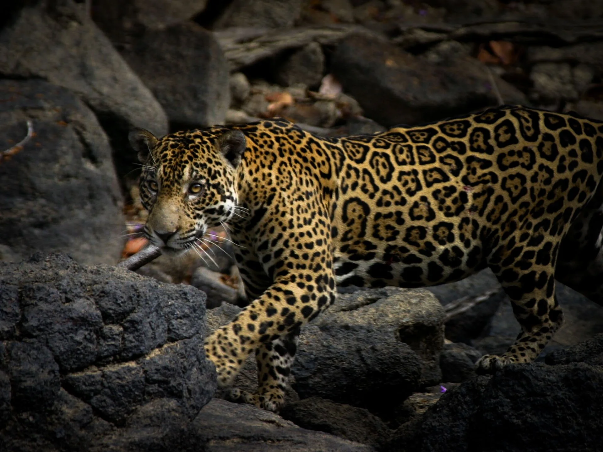 A jaguar in the Guyanese jungle on a vacation