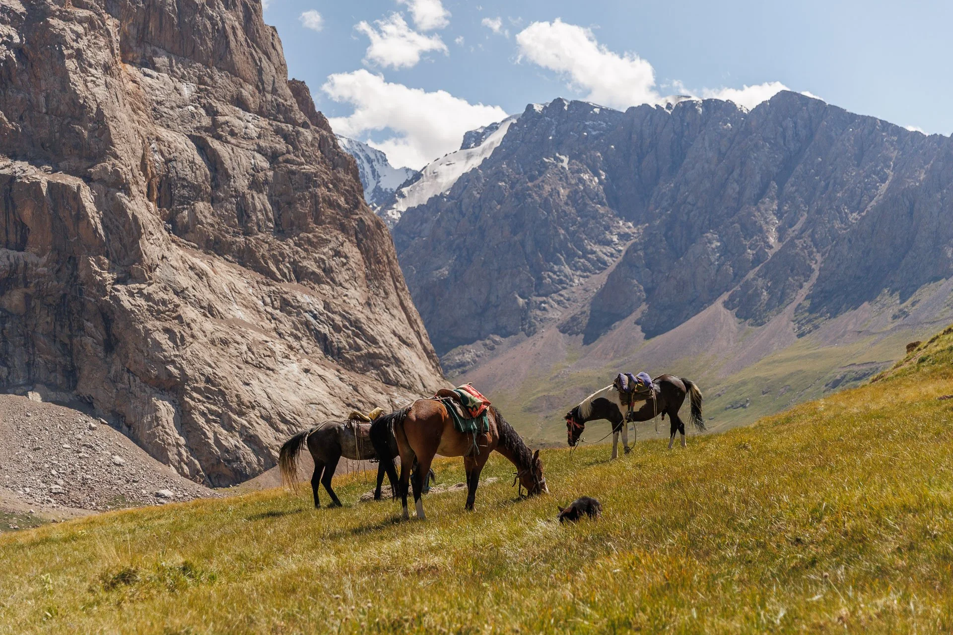 Horses in a meadow in Kyrgyzstan during a snow leopard tracking expedition