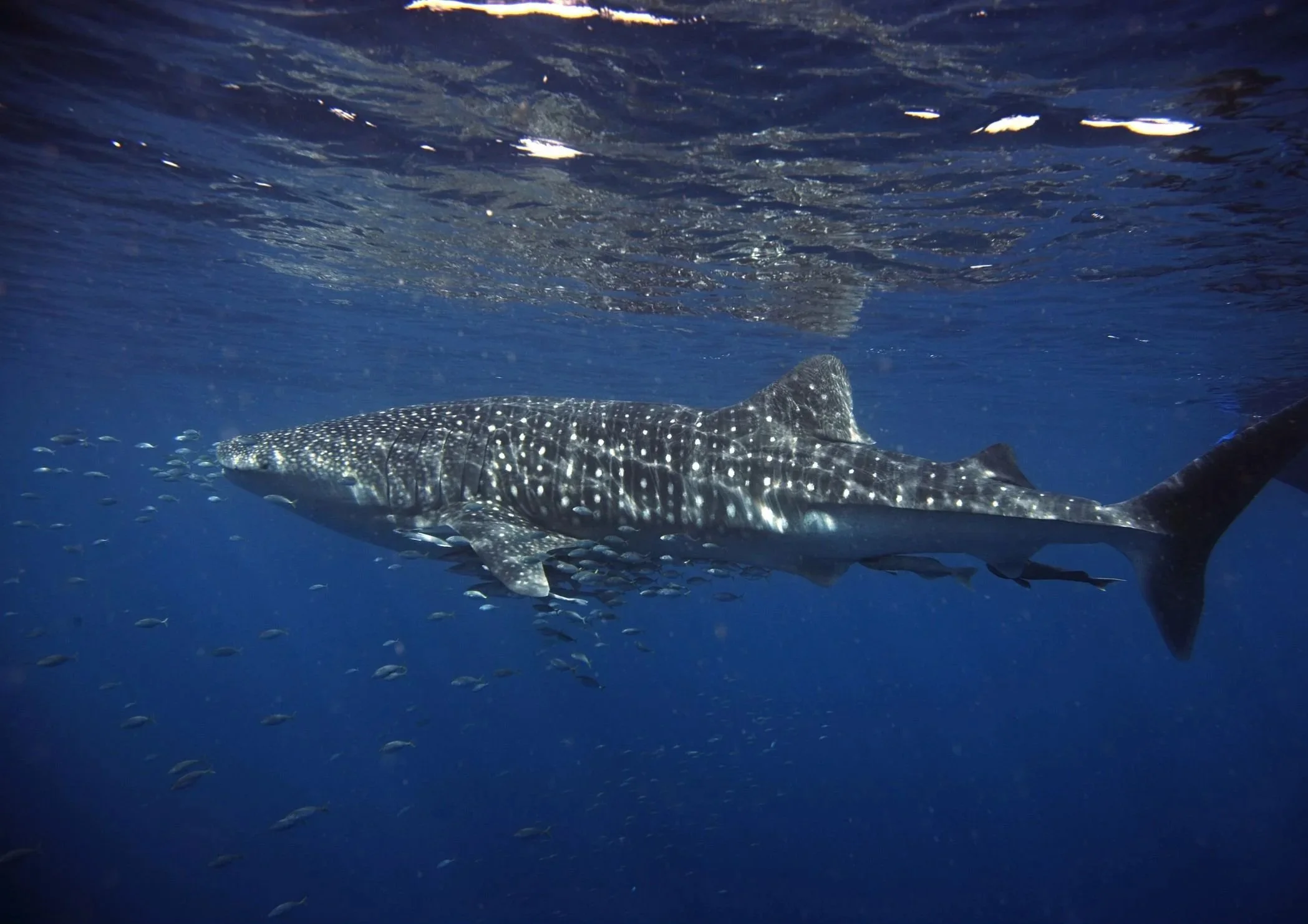 A whale shark swimming on a marine safari tour in Madagascar