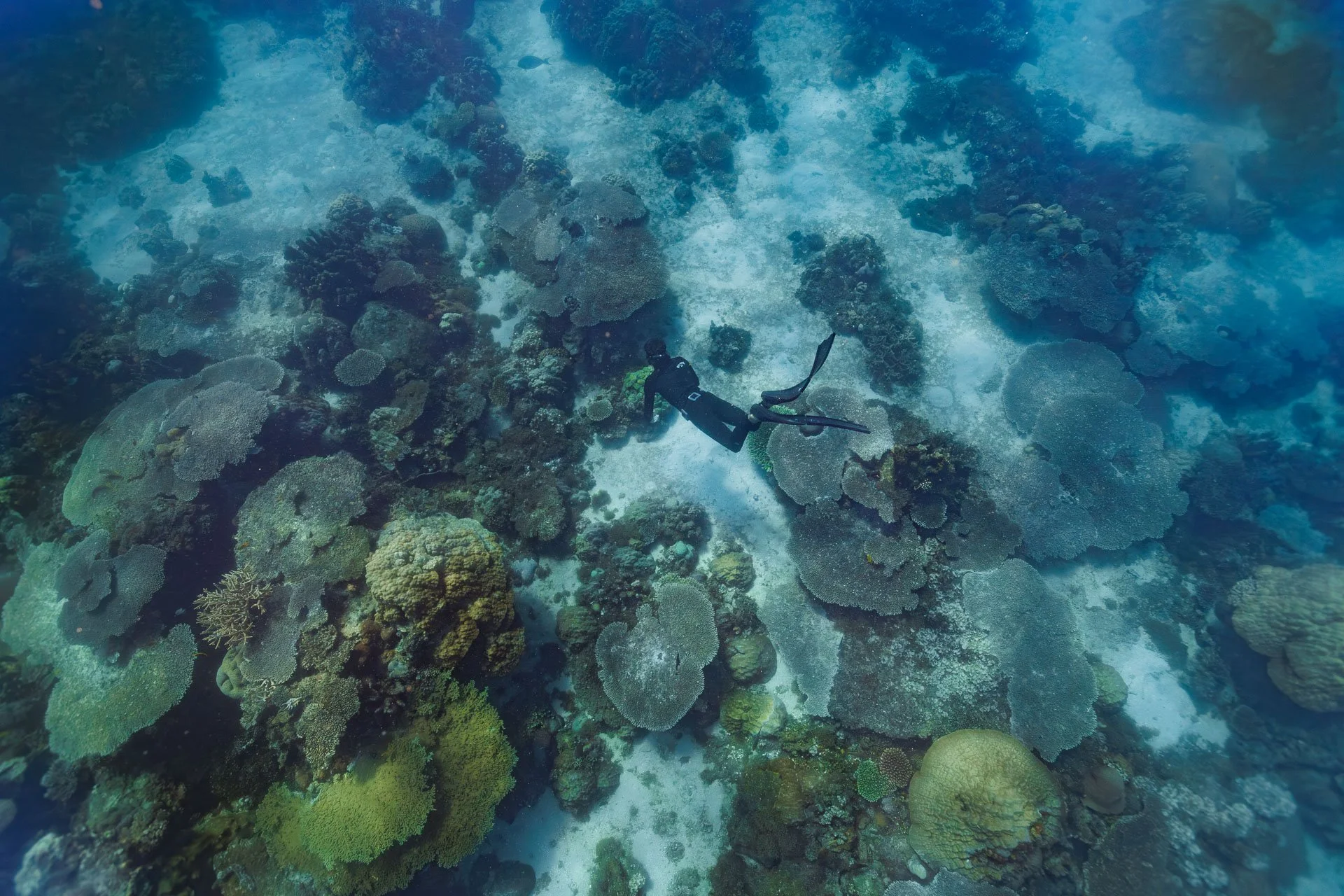 A marine biologist freediving on a guided tour in Nosy Be Madagascar