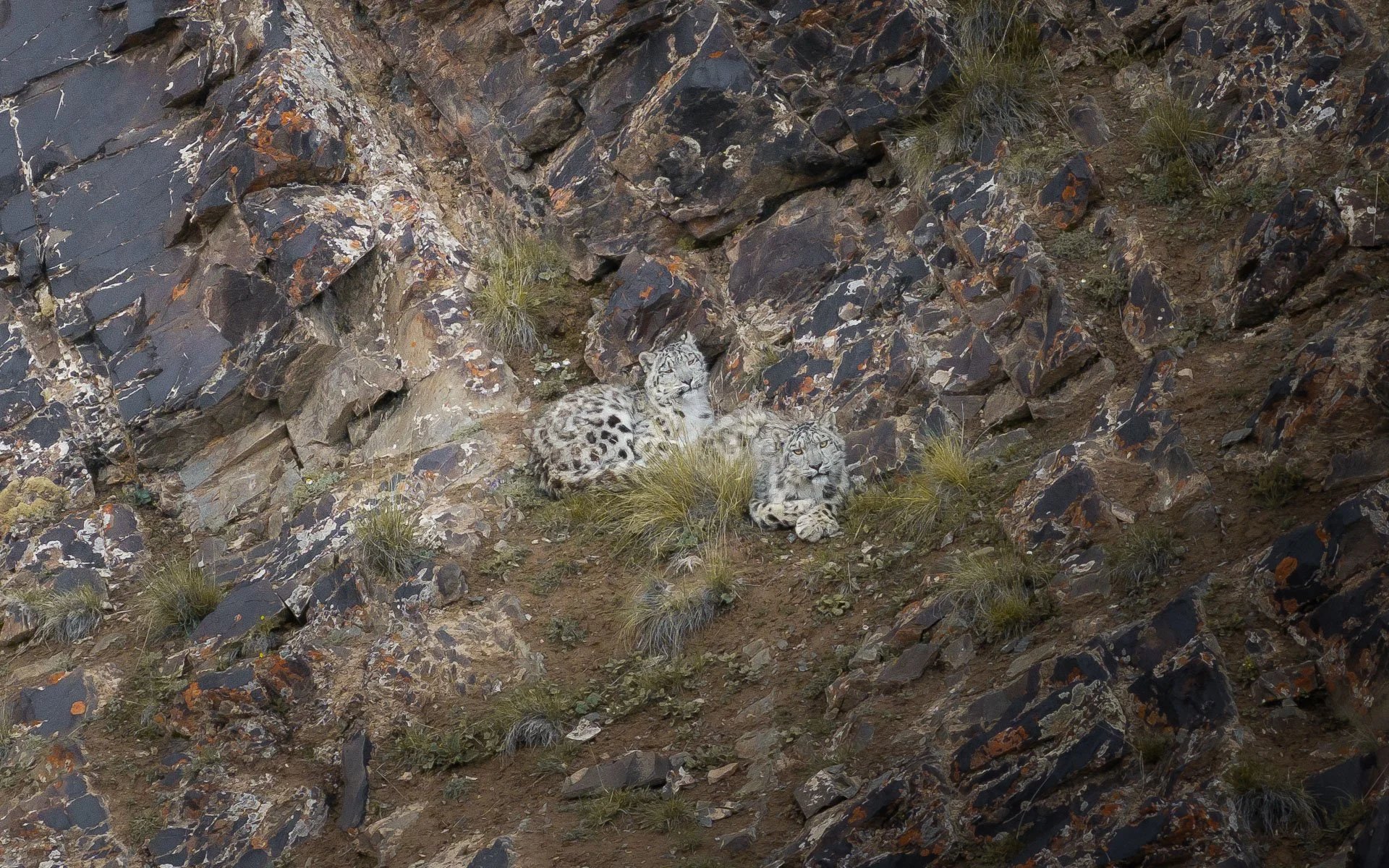 Two snow leopard cubs on a mountainside spotted during a snow leopard tour in Kyrgyzstan