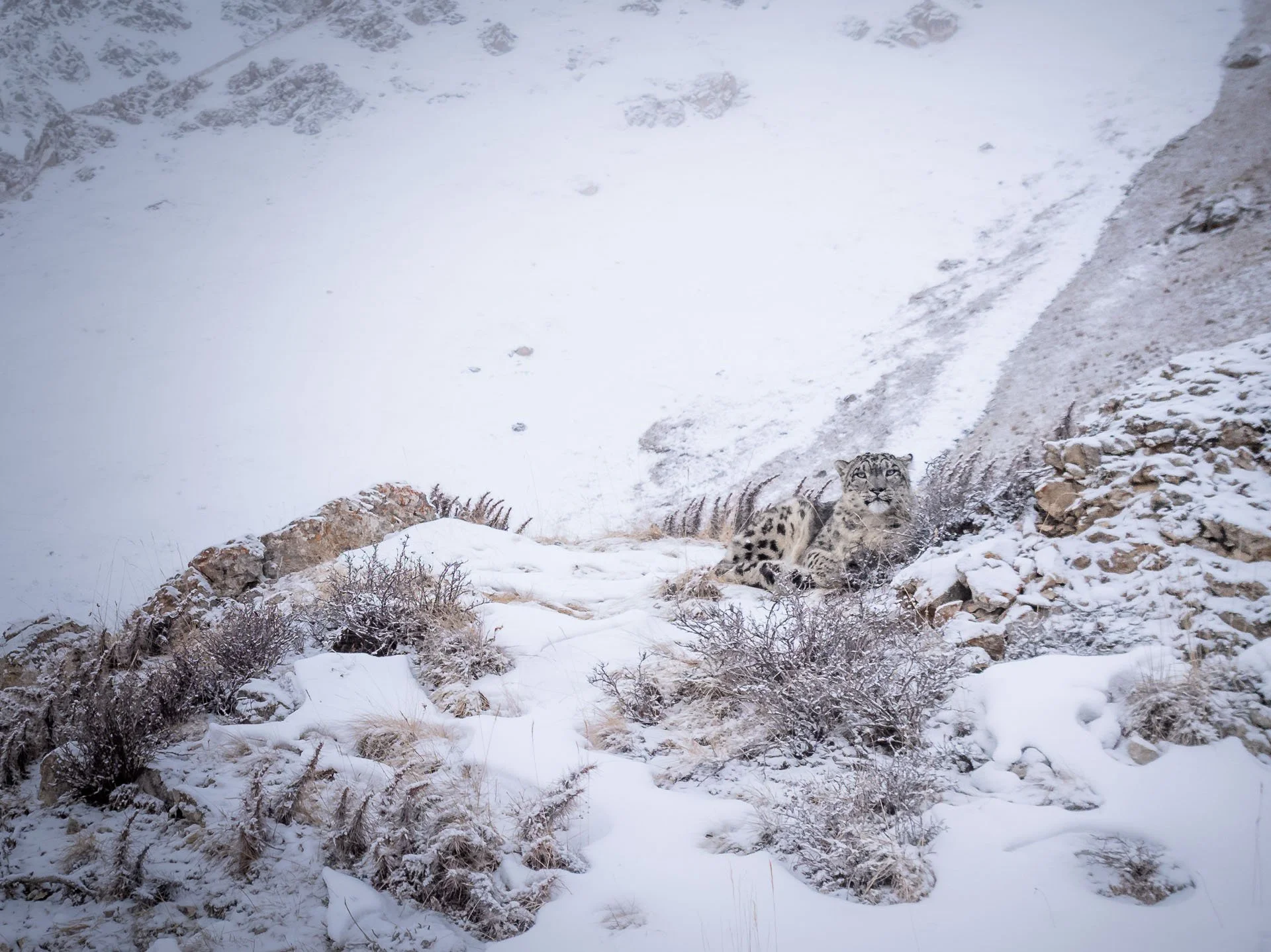 Snow leopard sitting on a snowy mountain ridge in Kyrgyzstan