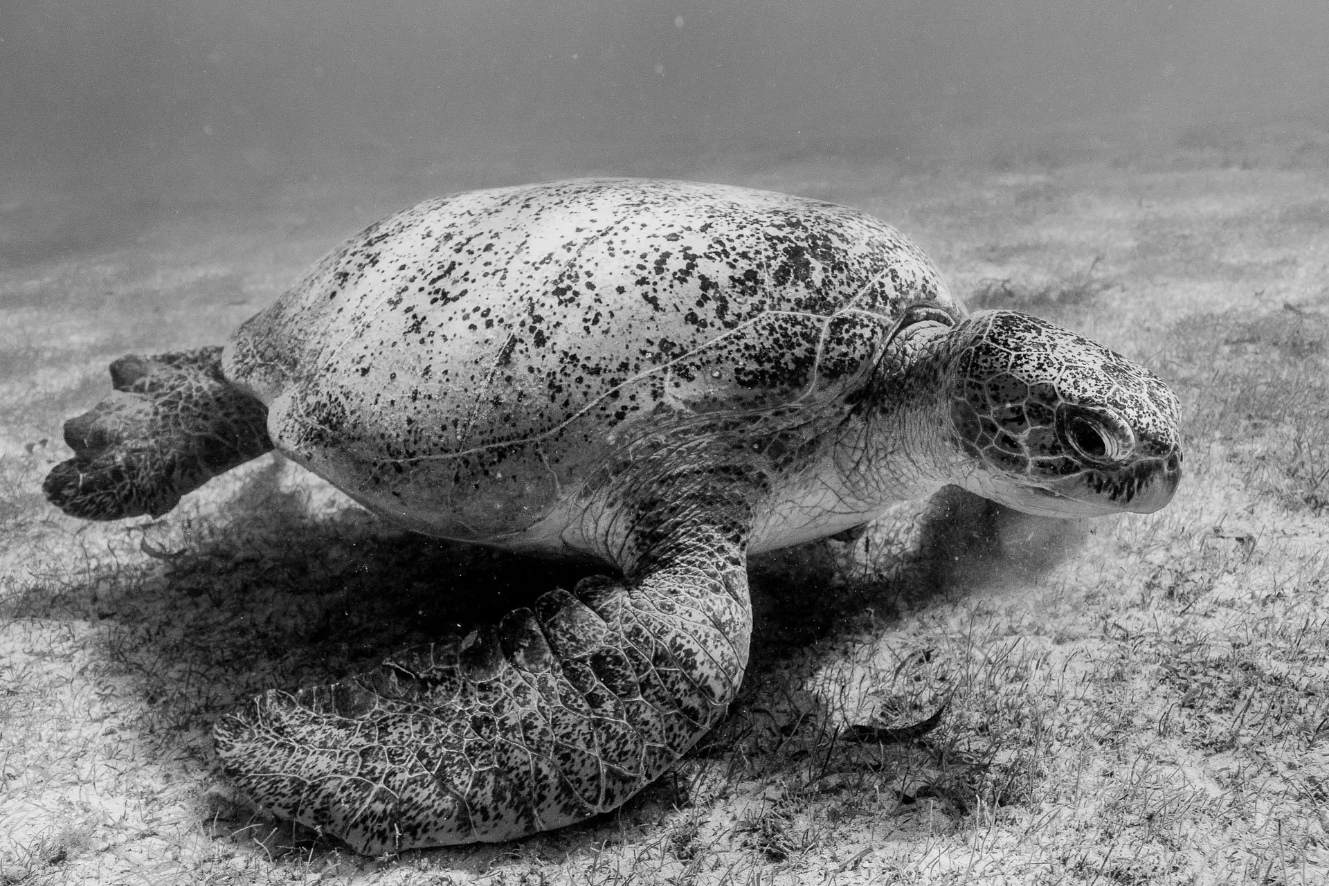 A green turtle rests on the ocean floor during a citizen science tour to Madagascar