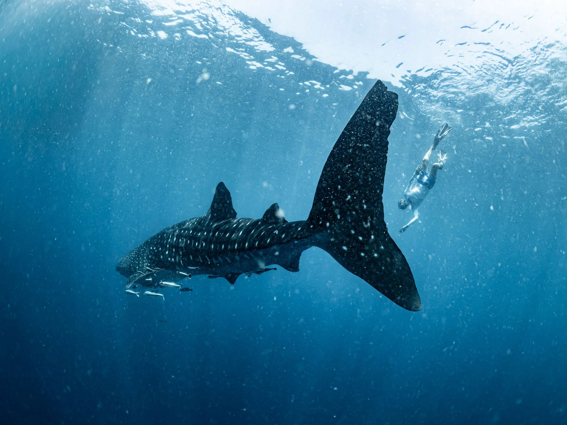 A marine biologist snorkelling with a whale shark in Nosy Be Madagascar
