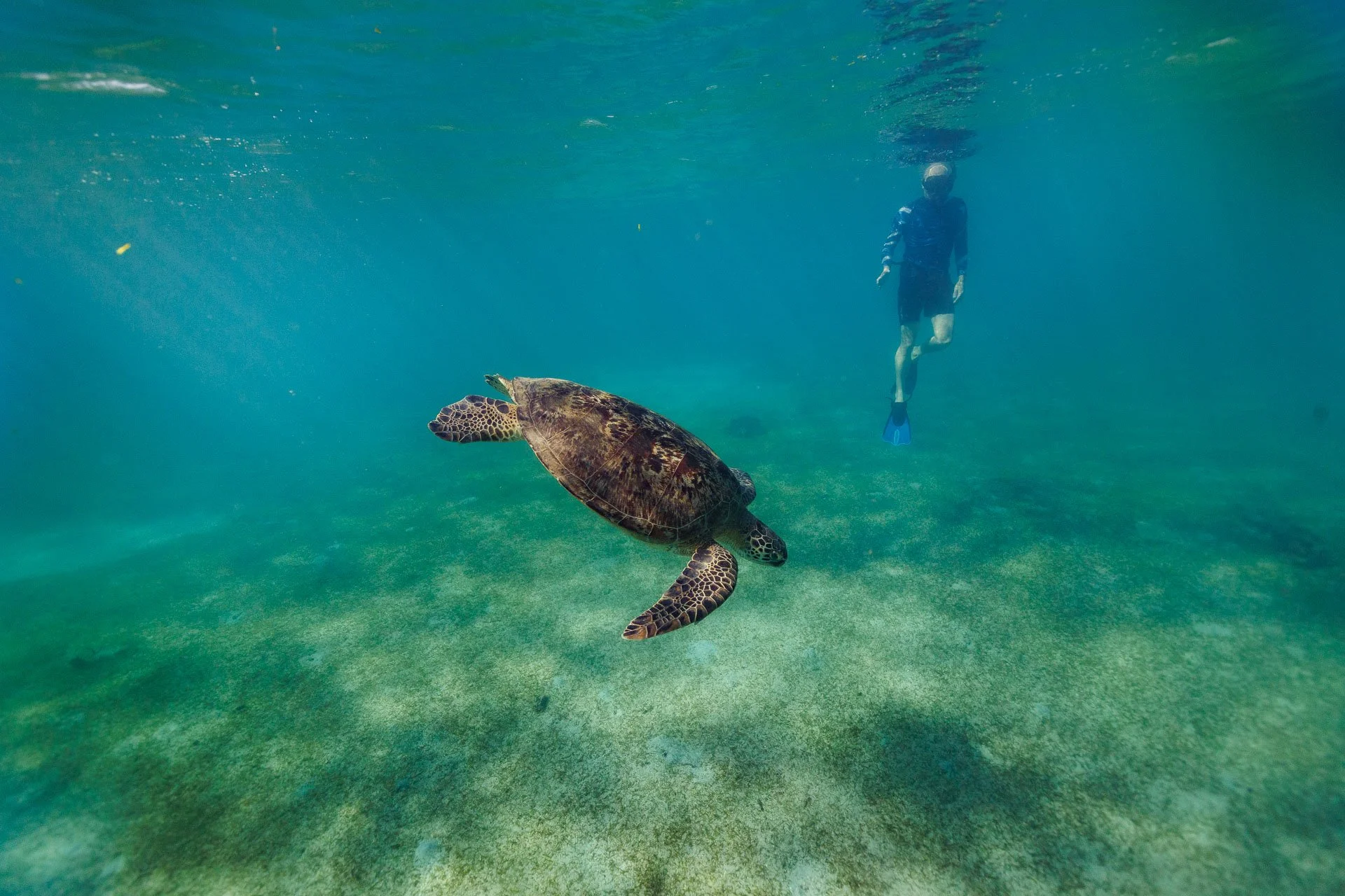 A turtle dives down with a snorkeler in the background in Madagascar during a citizen science holiday