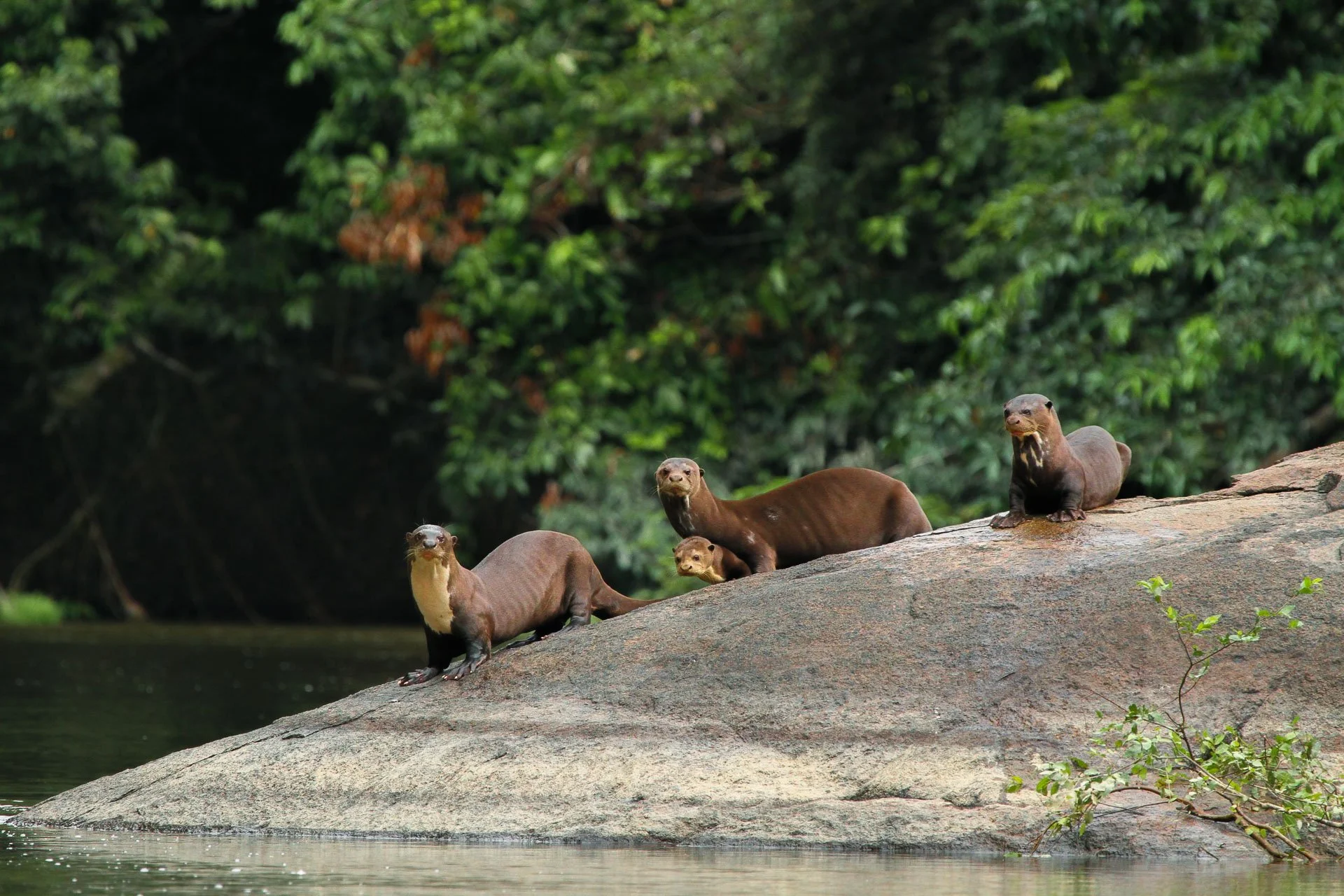 Giant river otters sit on a bank in a remote section of rainforest in Guyana