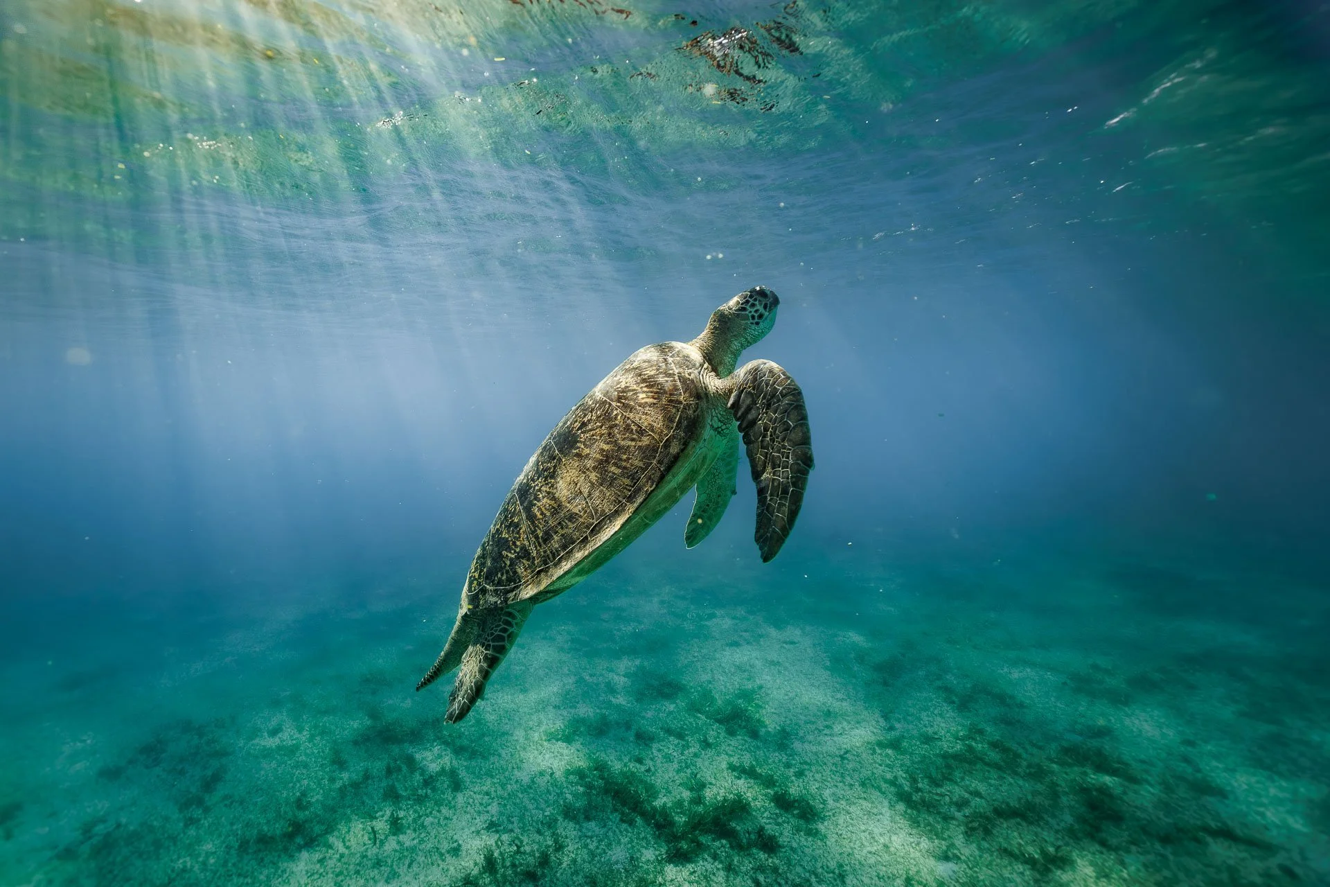 A sea turtle swims gracefully underwater near Nosy Be, surrounded by clear blue water and sunlight streaming down from the surface—a mesmerizing scene often studied by a marine biologist on a conservation wildlife safari