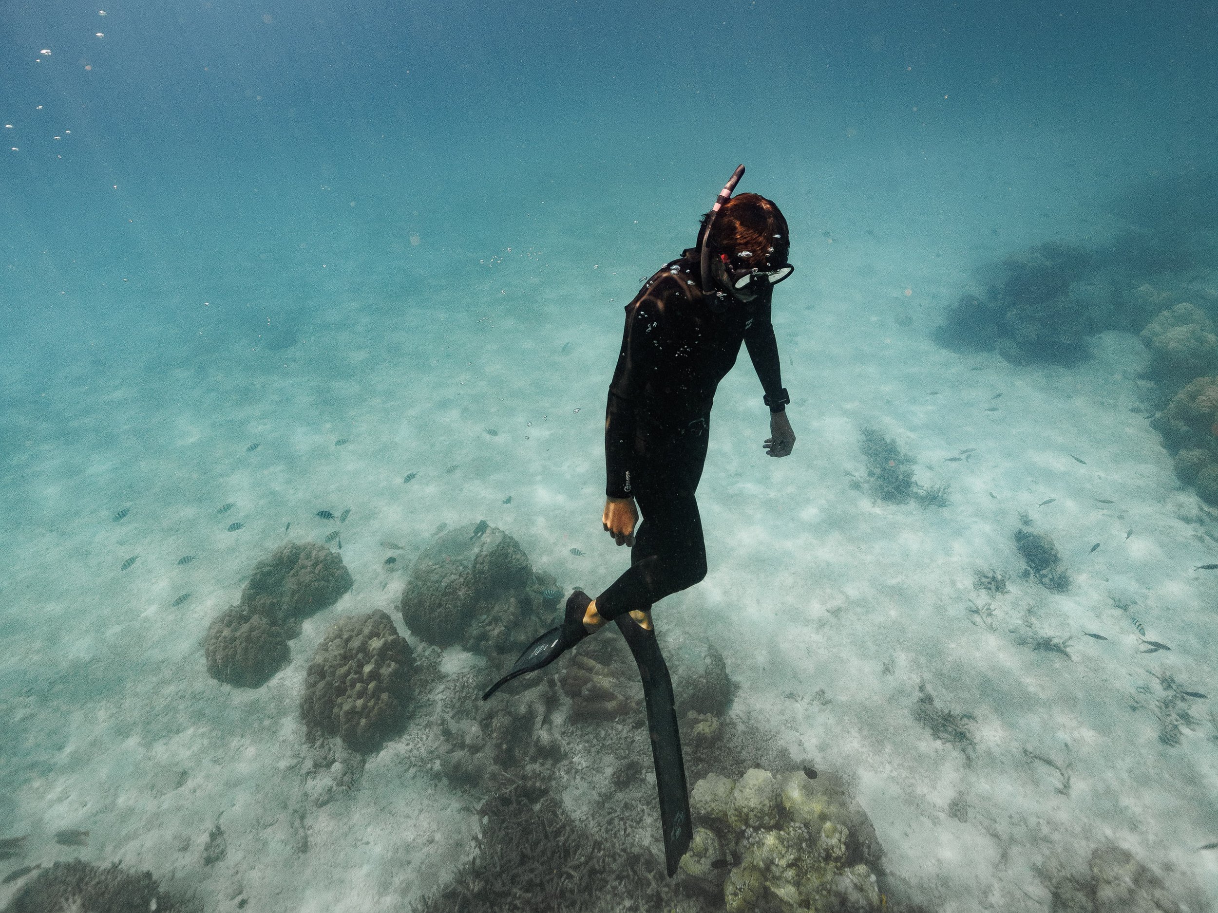 Man freediving on a citizen science marine tour