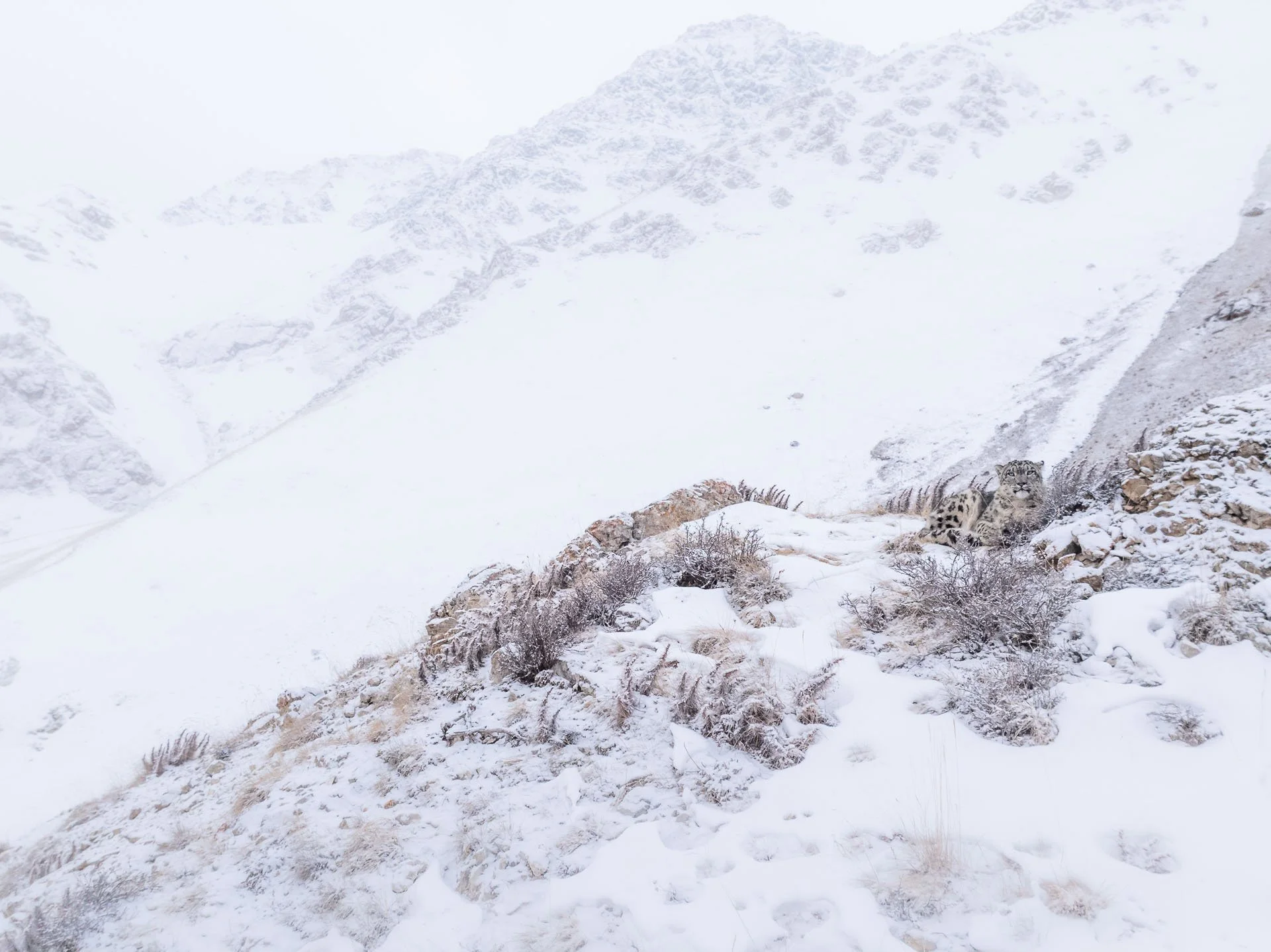 A snow leopard on a snowy ridge line spotted on a small group tour in Kyrgyzstan