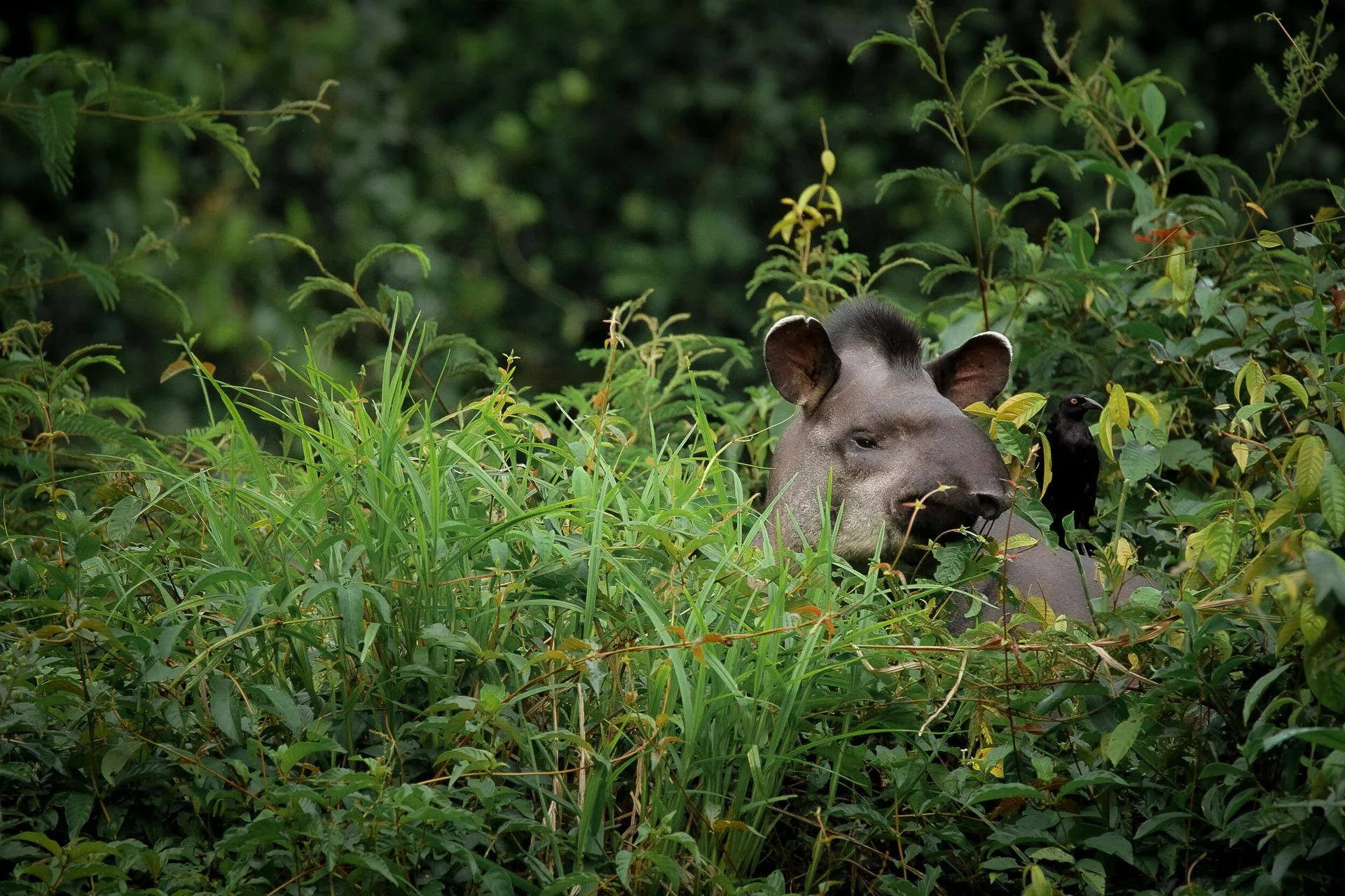 A wild tapir hidden in the jungle on a citizen science discovery tour