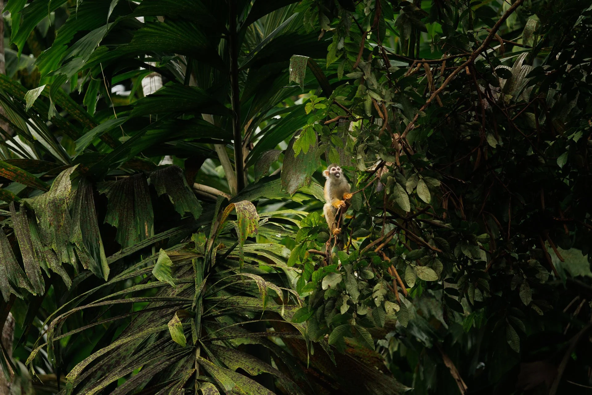 A small monkey sits in a tree in the jungle of Guyana