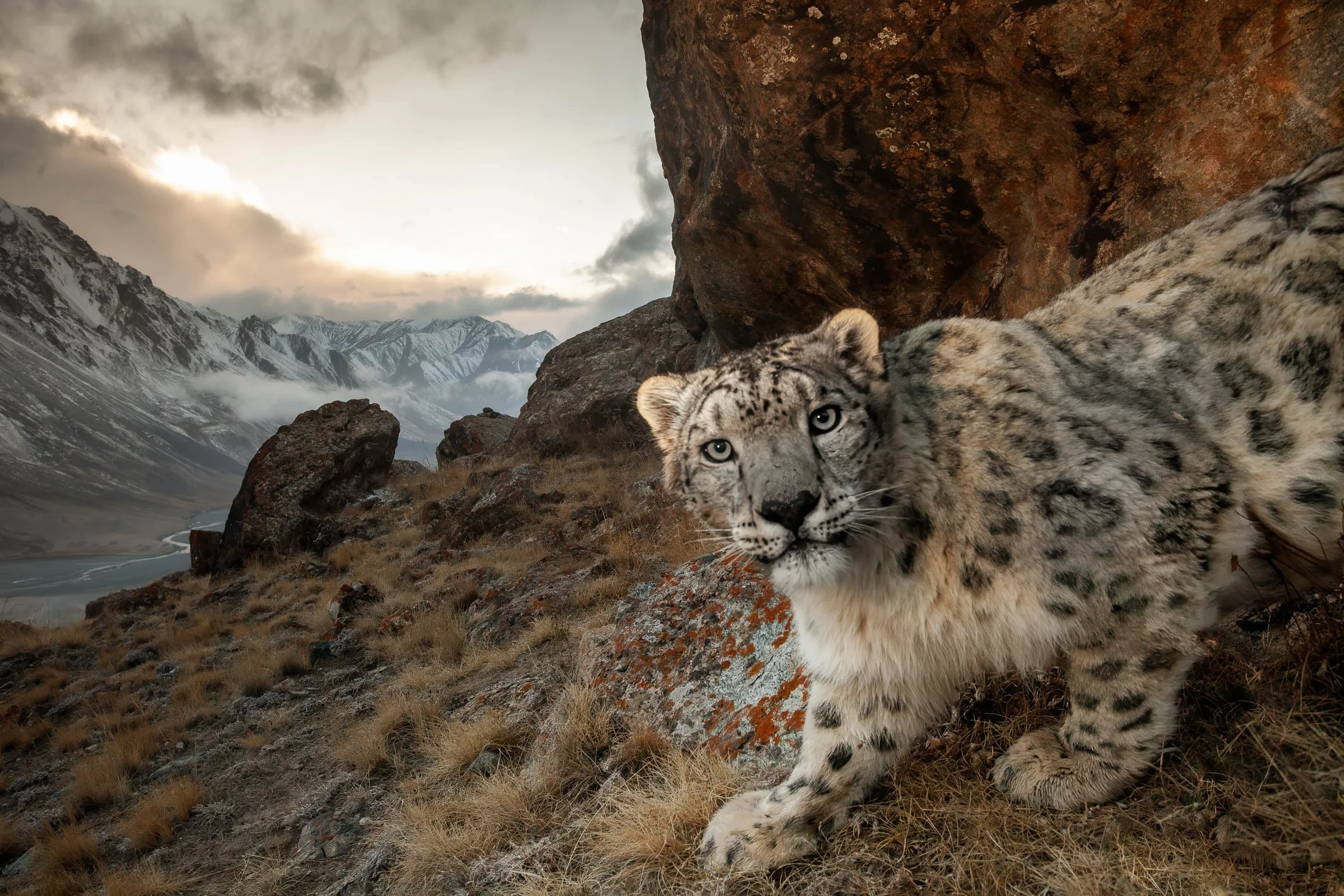 A snow leopard sighting on a mountain ridge in Kyrgyzstan 
