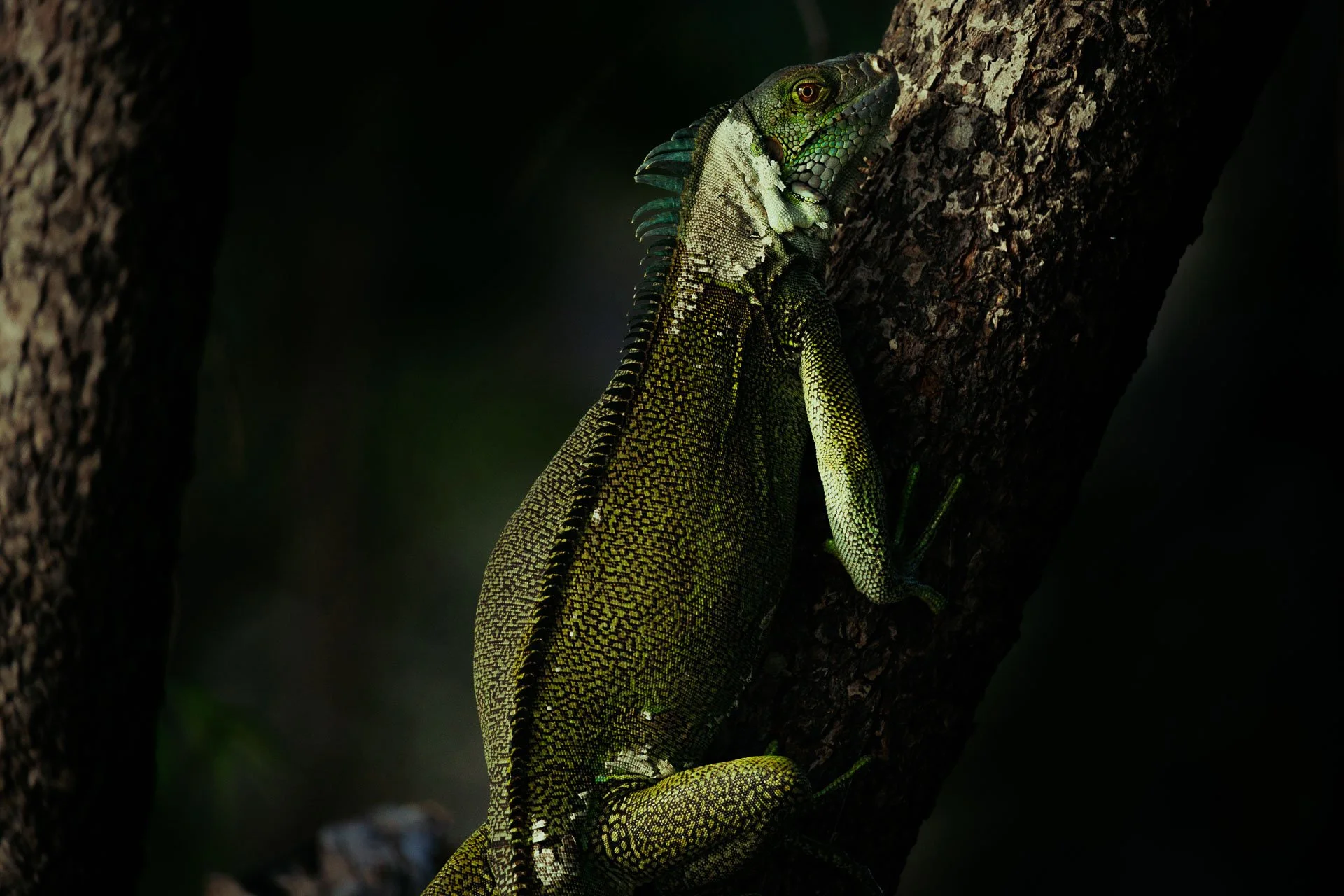A green lizard spotted on a branch in Guyana during a guided tour