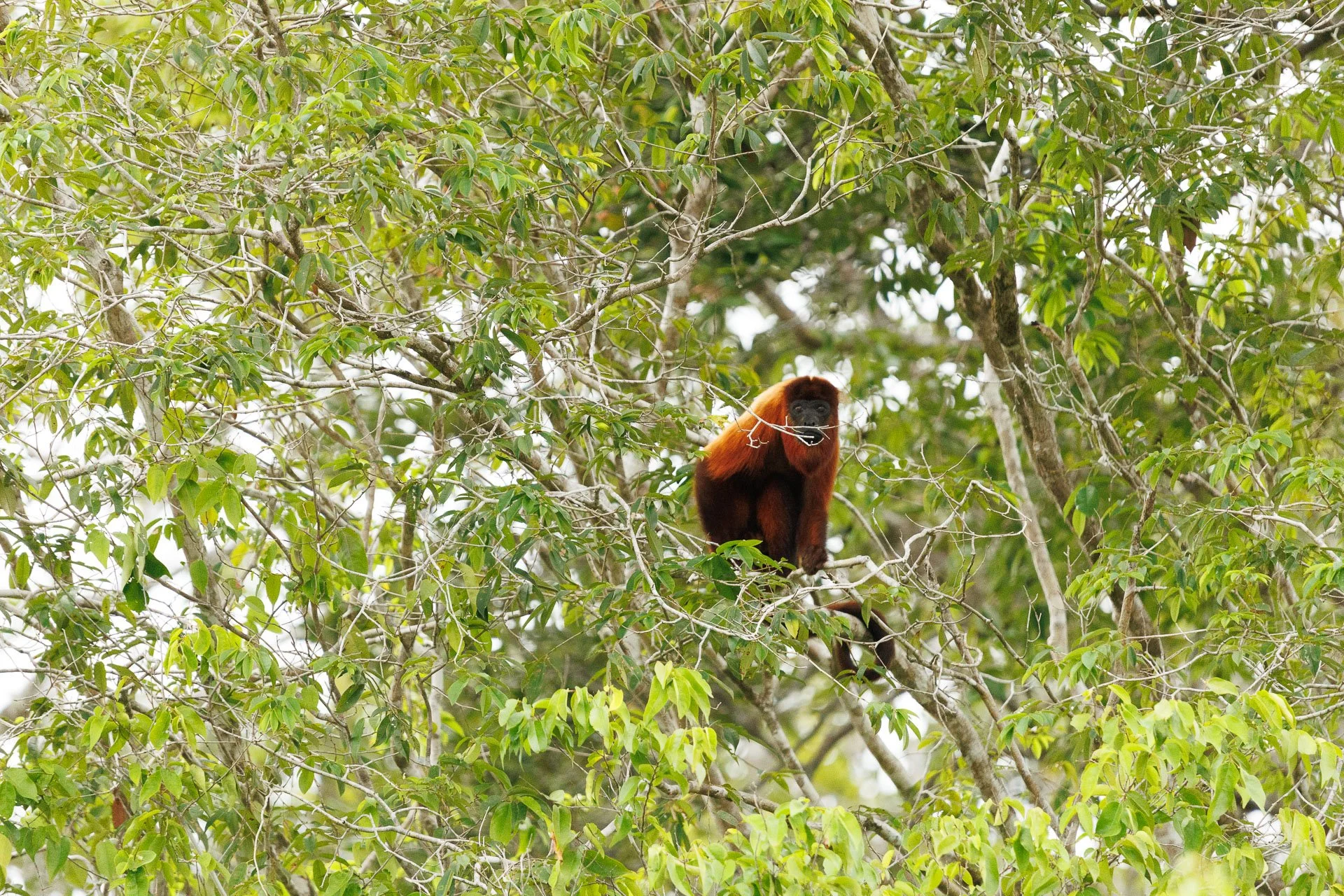 Spider monkey in a tree during a citizen science tour to Guyana