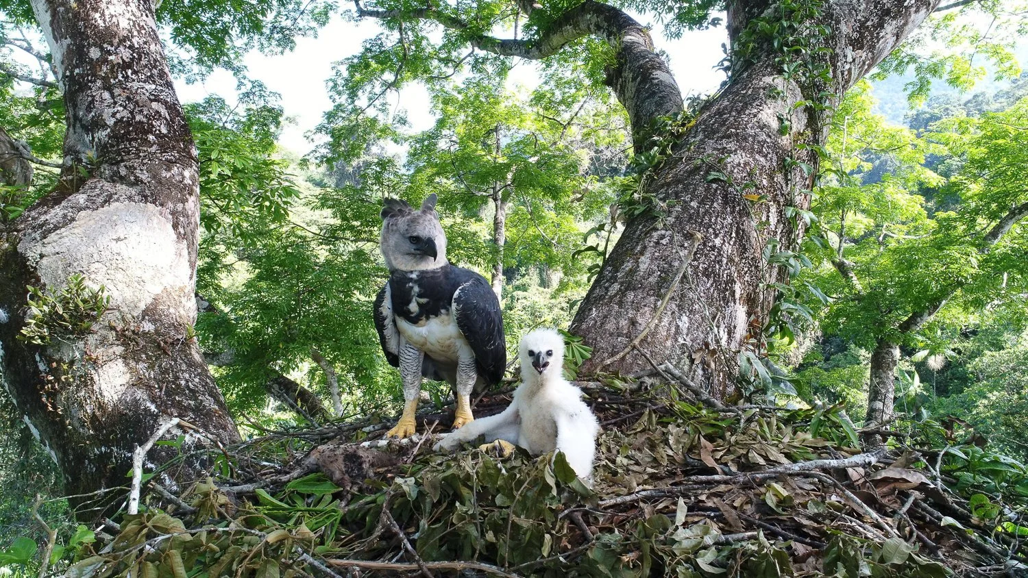 A local Guyanese guide in the Guyana jungle tracking wildlife