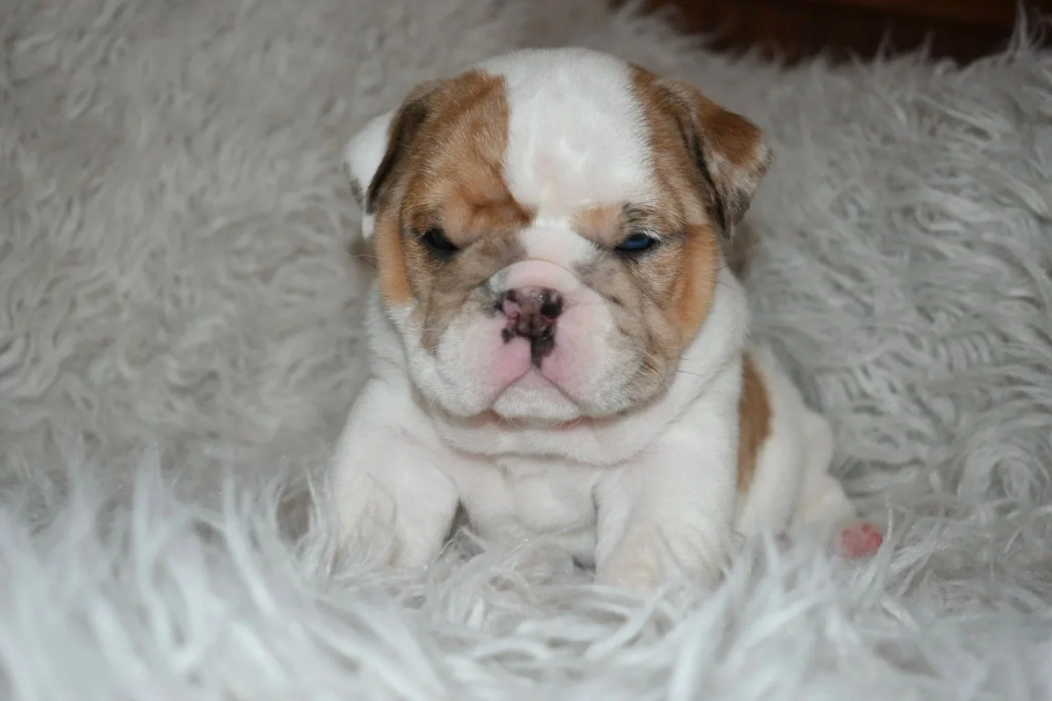 A cute bulldog puppy sitting on a fluffy gray rug, looking directly at the camera.