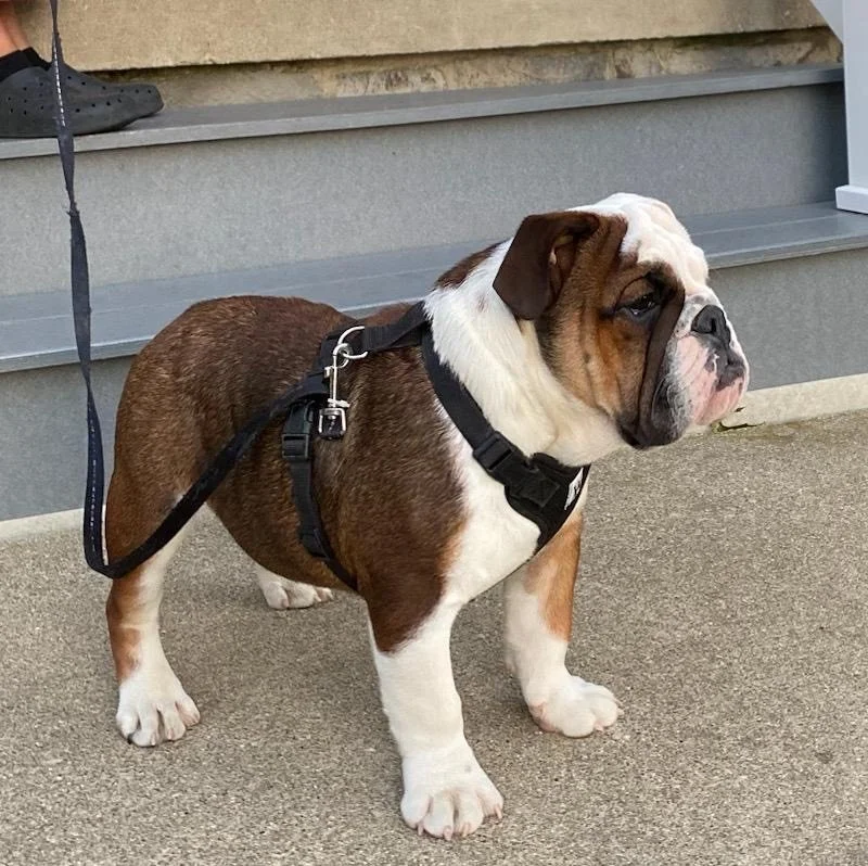 A cute bulldog puppy wearing a harness and leash, standing on a concrete surface near metal steps.