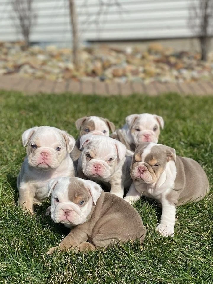 Six adorable bulldog puppies sitting and lying on grass outside.