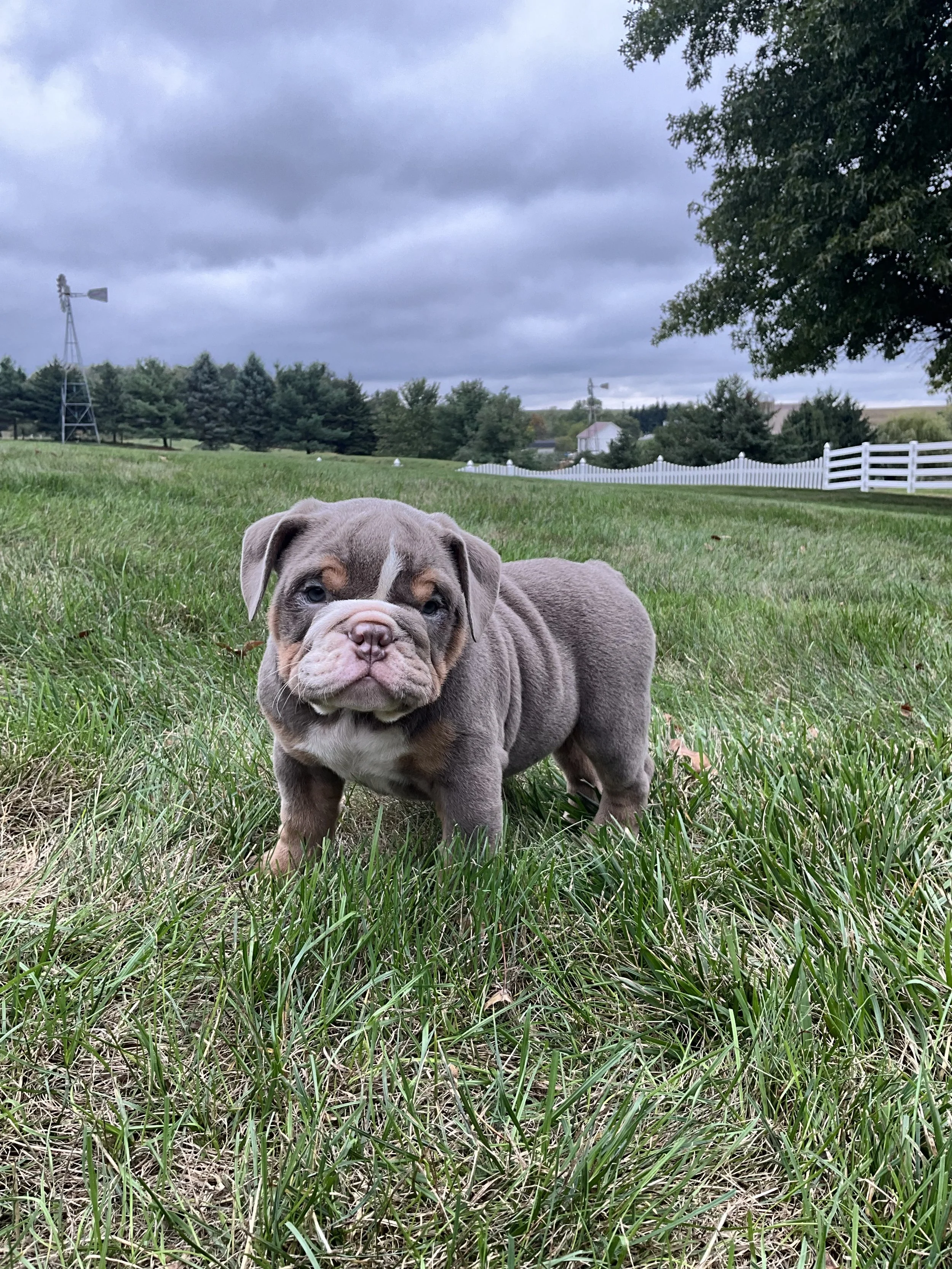 A cute gray and white puppy standing on green grass in an open field with trees, farm buildings, and windmills in the background under a cloudy sky.