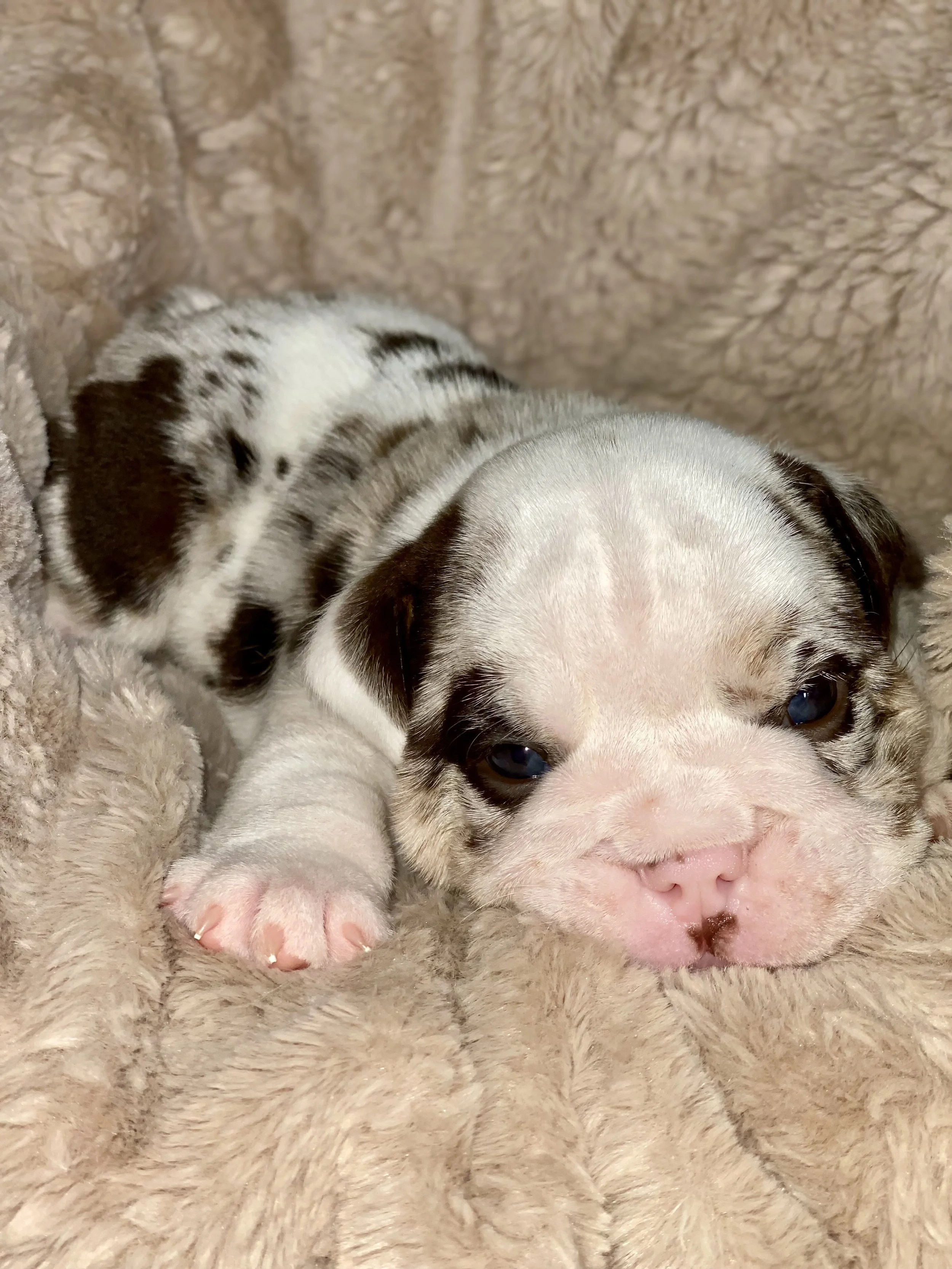 A cute, small bulldog puppy lying on a soft, beige blanket with its head resting on the blanket and one paw stretched out.