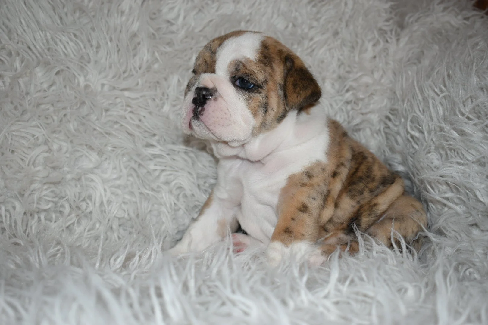A cute brown and white brindle bulldog puppy sitting on a fluffy white rug.