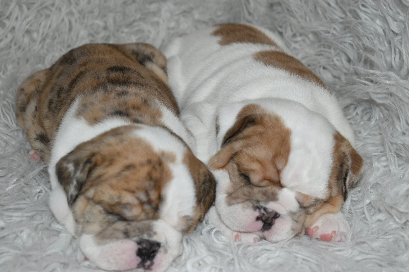 Two sleeping bulldog puppies cuddled together on a soft, furry blanket.