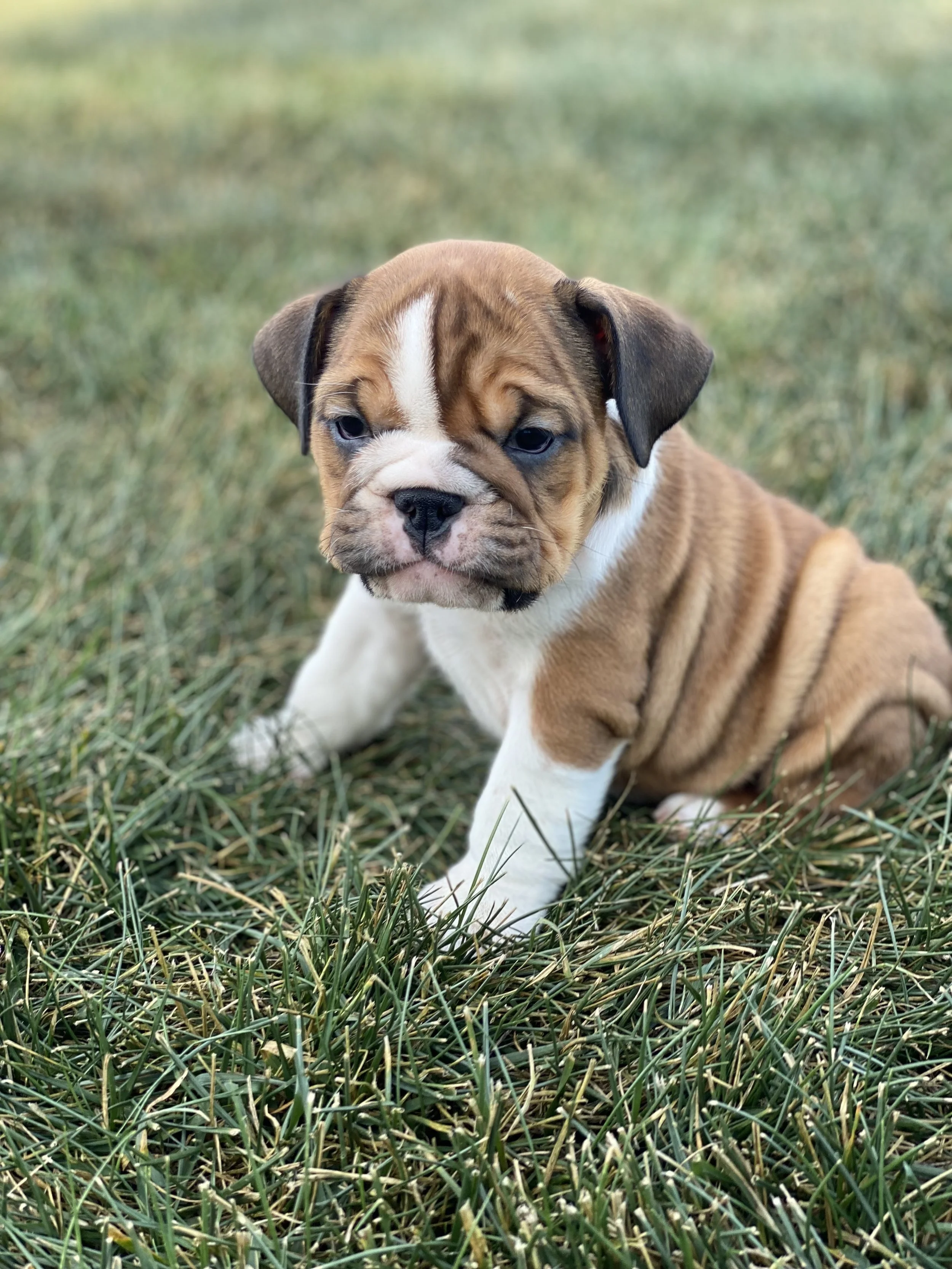 A cute Bulldog puppy sitting on grass.