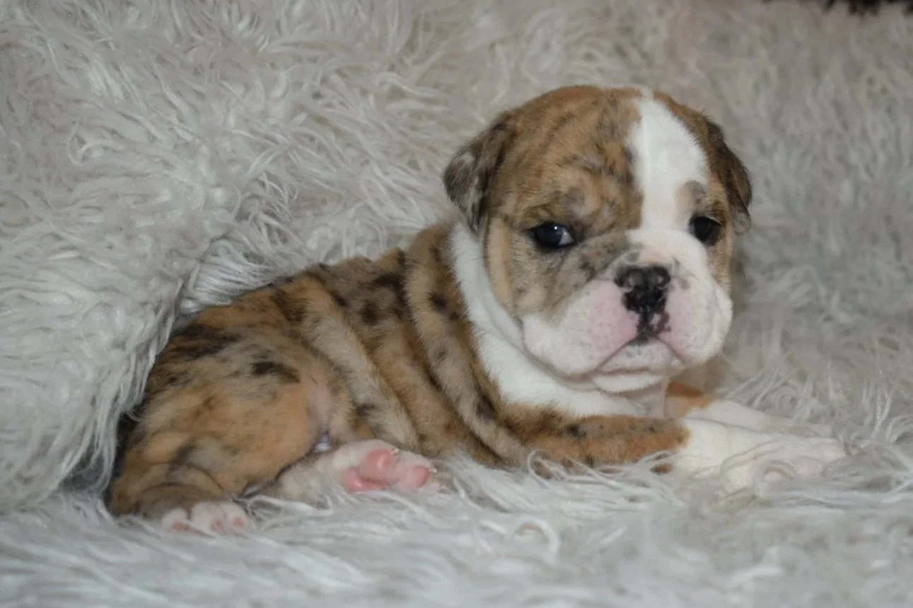 A adorable bulldog puppy with a fawn and white coat, lying on a fluffy white surface.