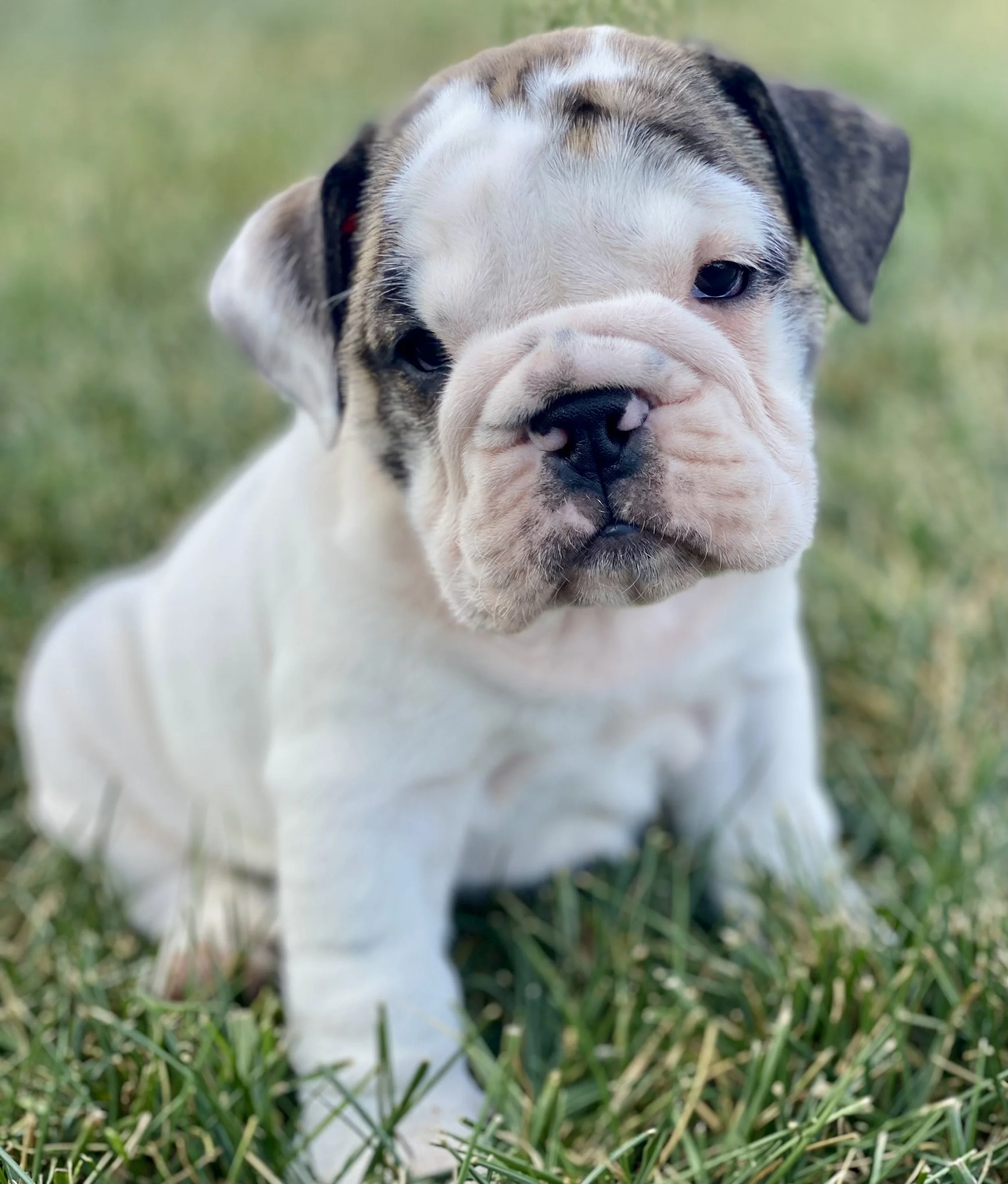 A cute puppy sitting on the grass, facing forward with a serious expression.
