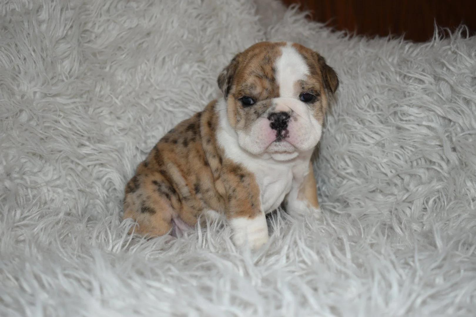 A cute bulldog puppy sitting on a fluffy white rug.