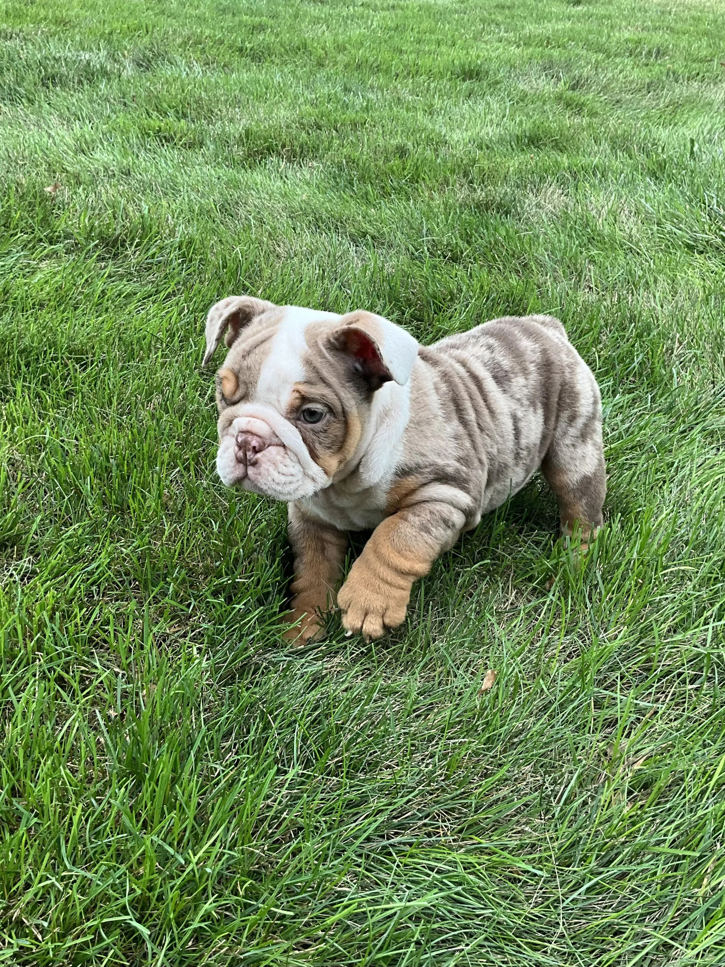 A cute bulldog puppy with a wrinkled face and one eye blue, standing on green grass.