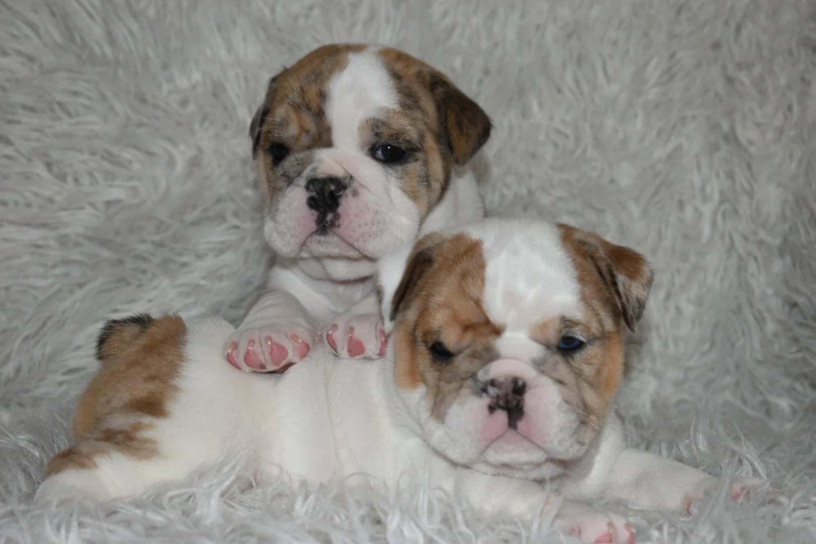 Two adorable bulldog puppies lying on a soft, furry surface. The puppy in the back has a brindle and white coat, and the one in the front has a white and tan coat with one blue eye.