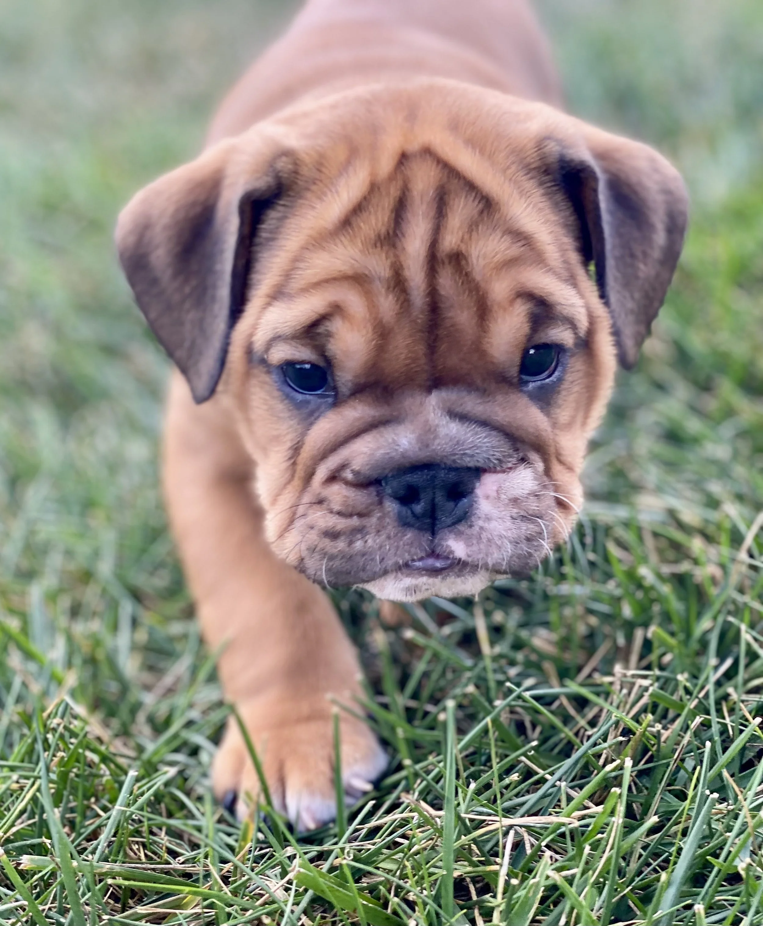 A young brown puppy with a wrinkled face walking through green grass.