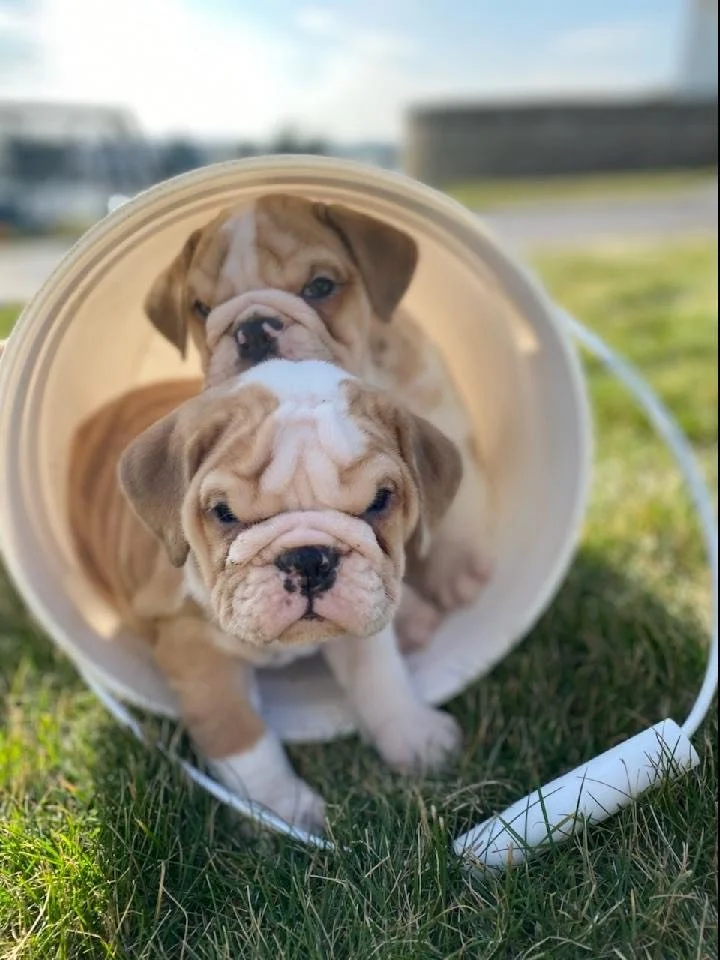 Two adorable bulldog puppies inside a white plastic pipe outdoors on grass with a blurred background of buildings and sky.