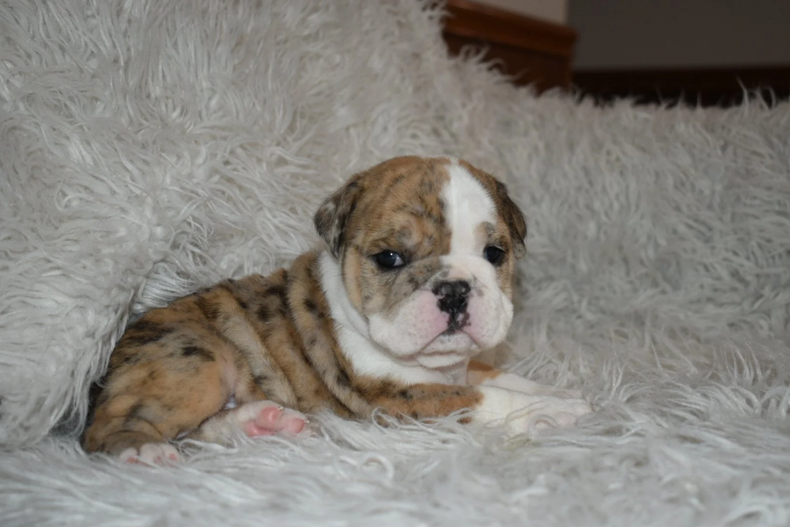 A cute brindle and white bulldog puppy lying on a fluffy white blanket.
