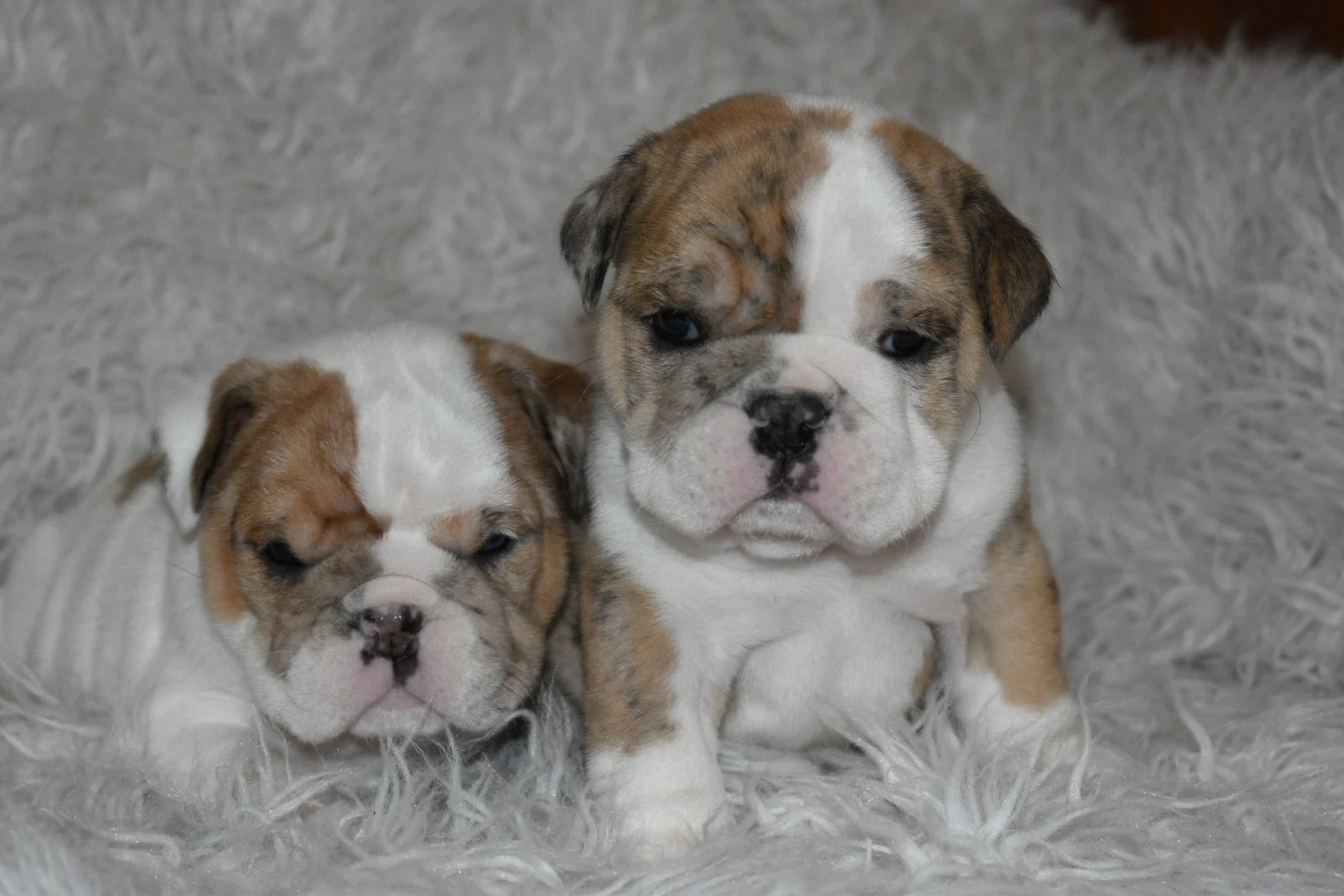 Two adorable bulldog puppies sitting on a fluffy gray rug.
