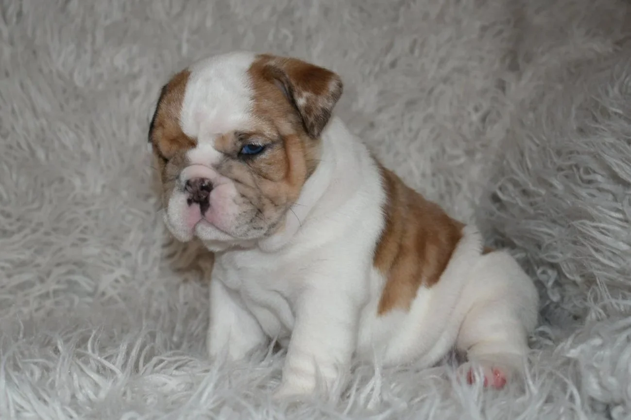 A cute baby bulldog puppy with a wrinkled face and brown and white fur, sitting on a fluffy, gray rug.