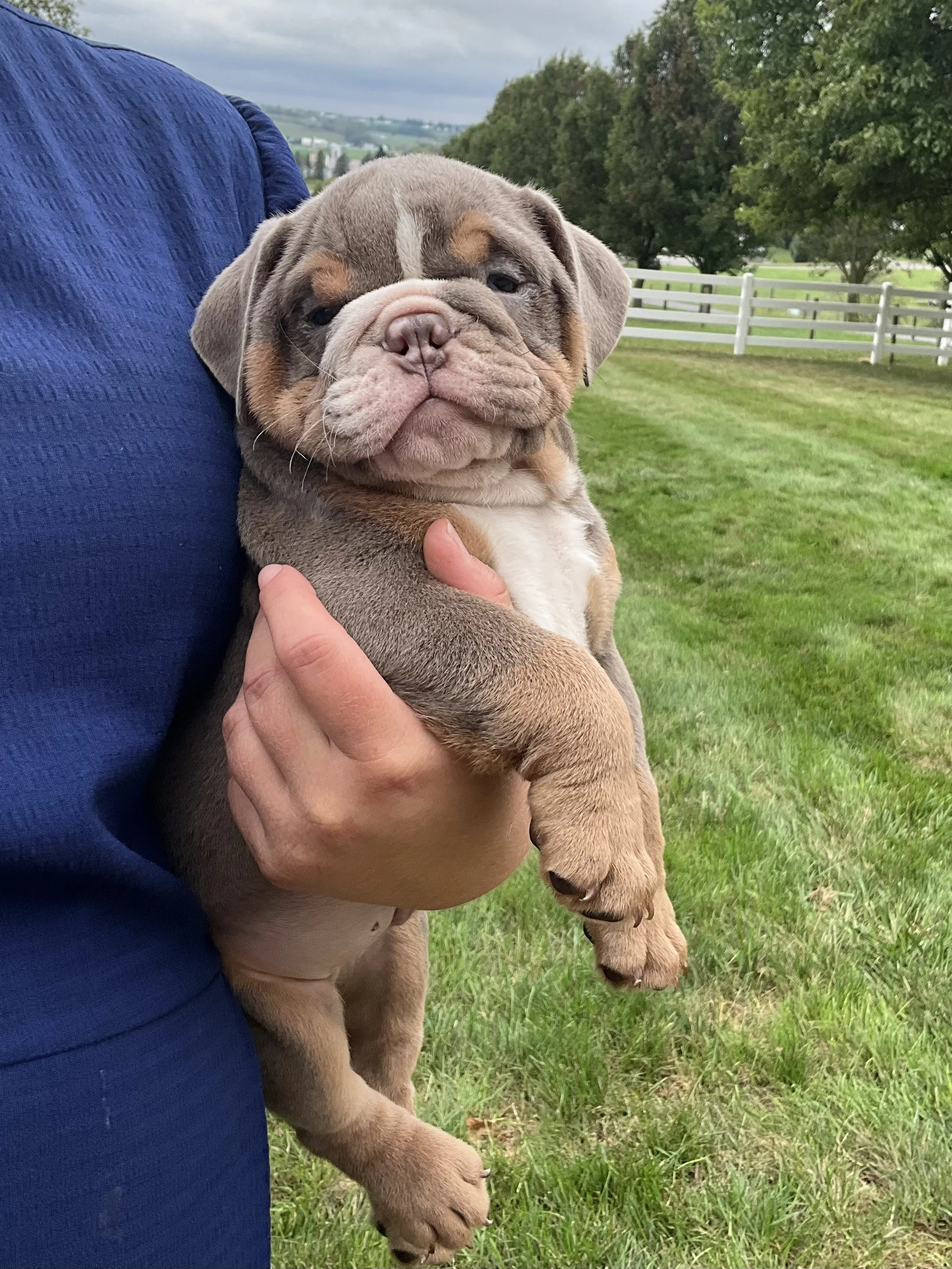 A person holding a cute, chubby bulldog puppy outdoors on a grassy field with trees and a white fence in the background.