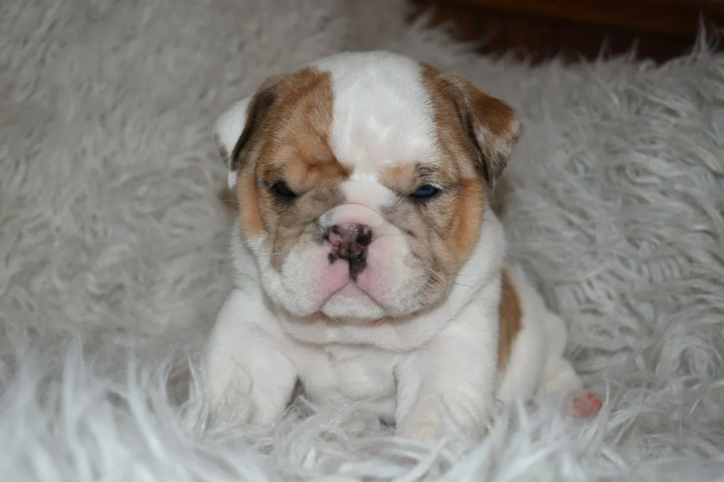 Adorable bulldog puppy with a wrinkly face sitting on a fluffy rug.